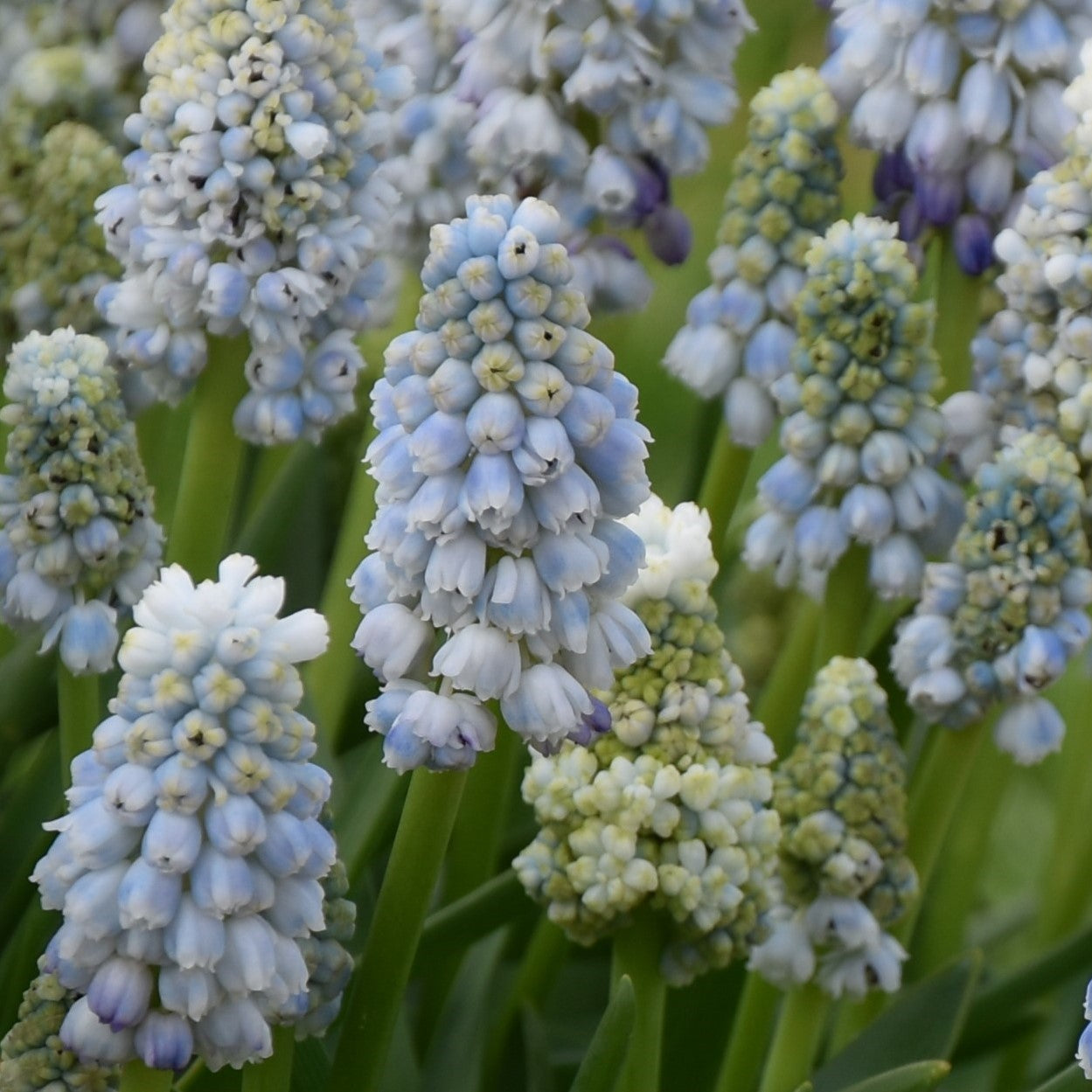 Muscari Natures Beauty