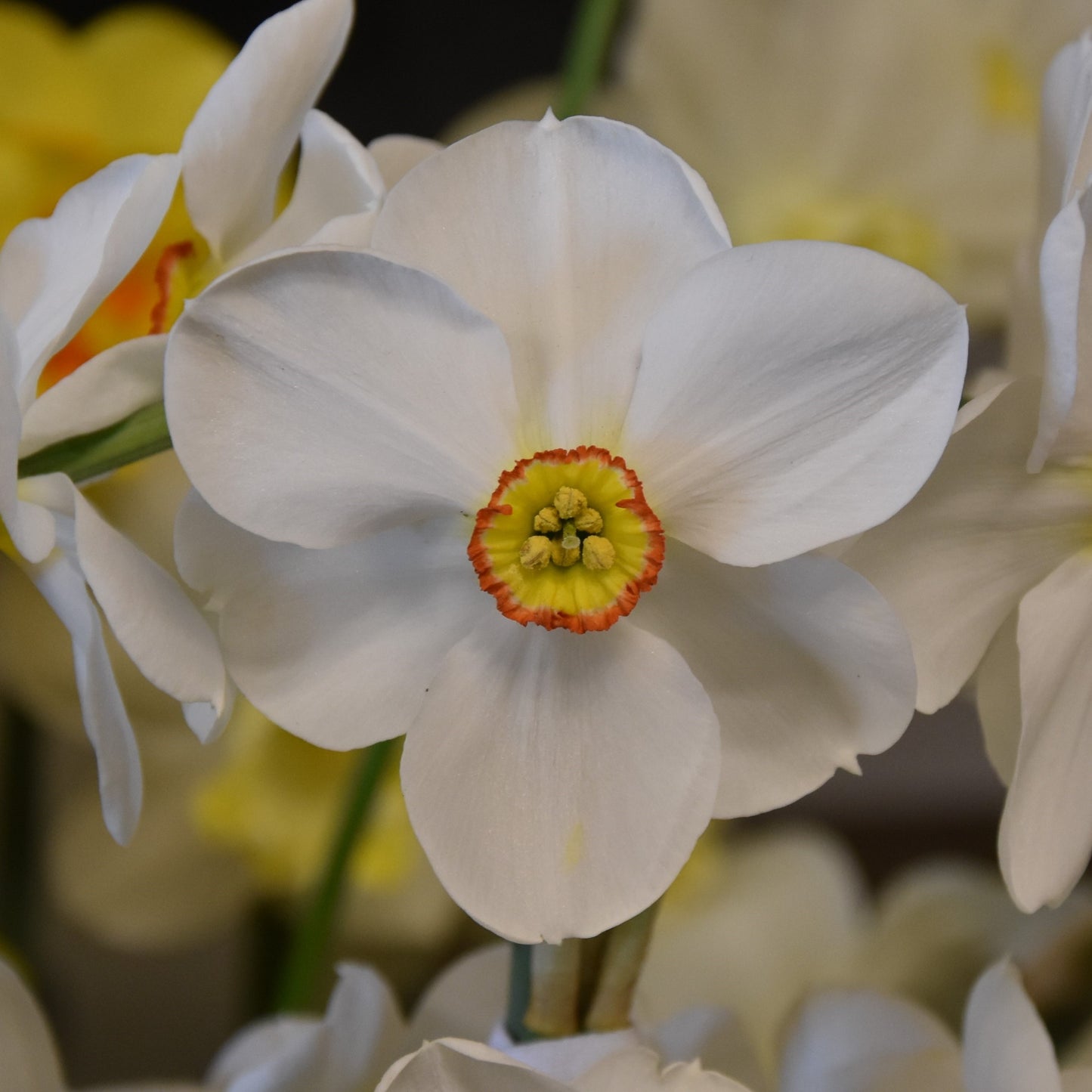 Narcissi Actaea