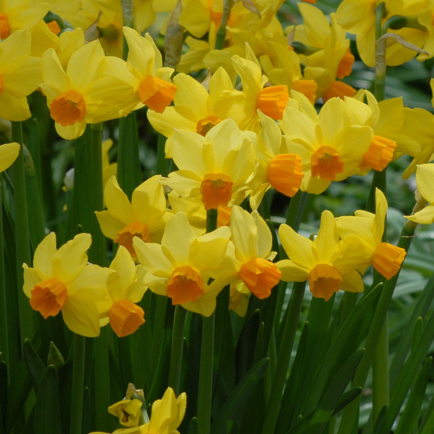 Narcissi Bittern