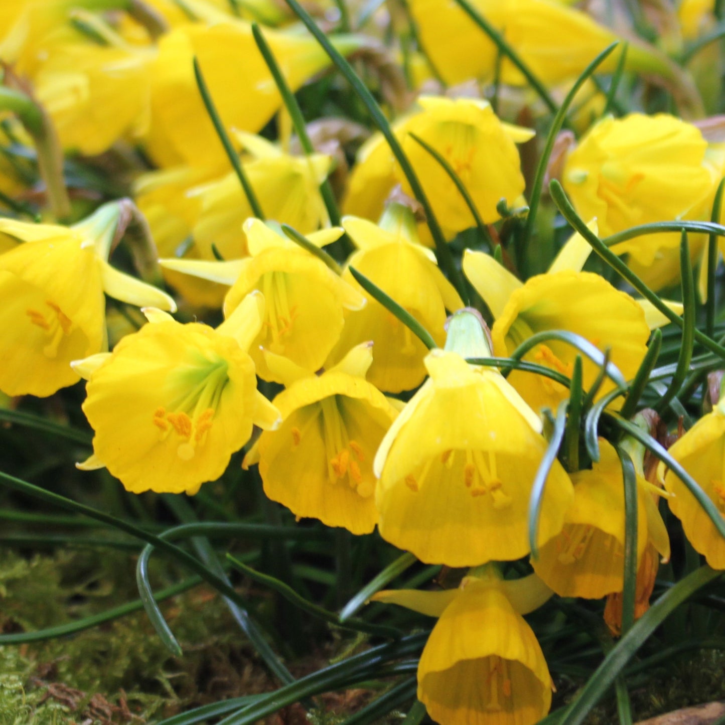 Narcissi bulbocodium obesus 'Diamond Ring'.