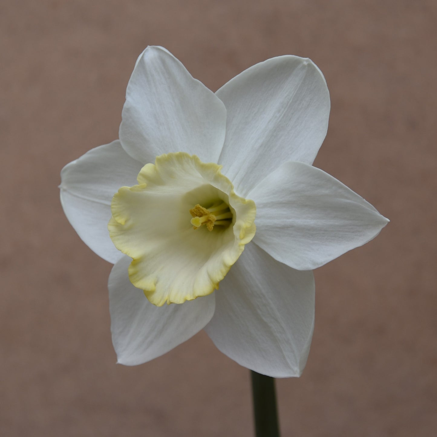 Narcissi Every Day