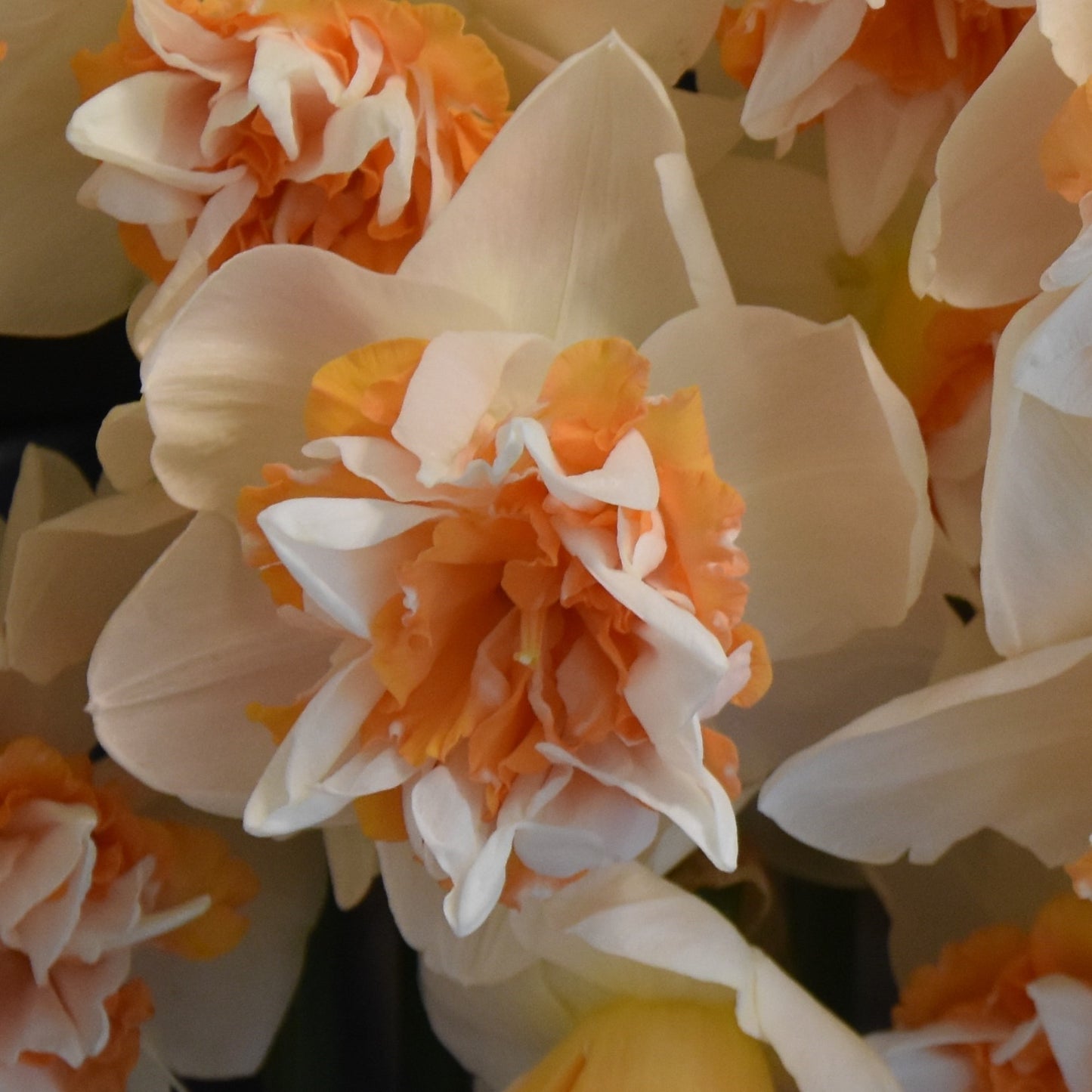 Narcissi Extravaganza