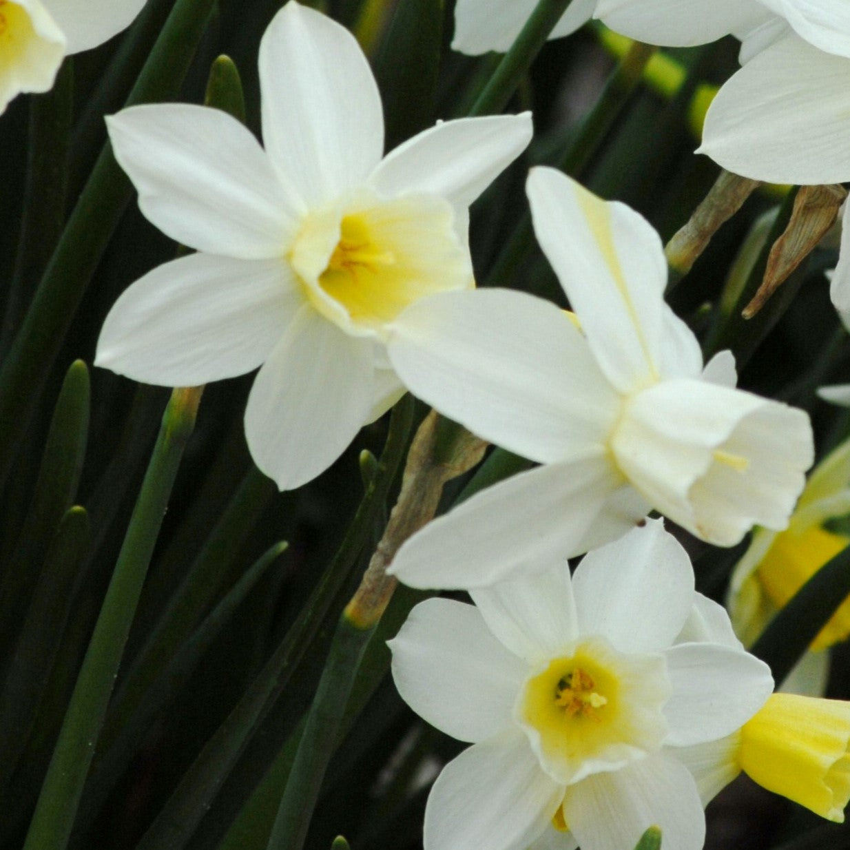 Narcissi Sailboat