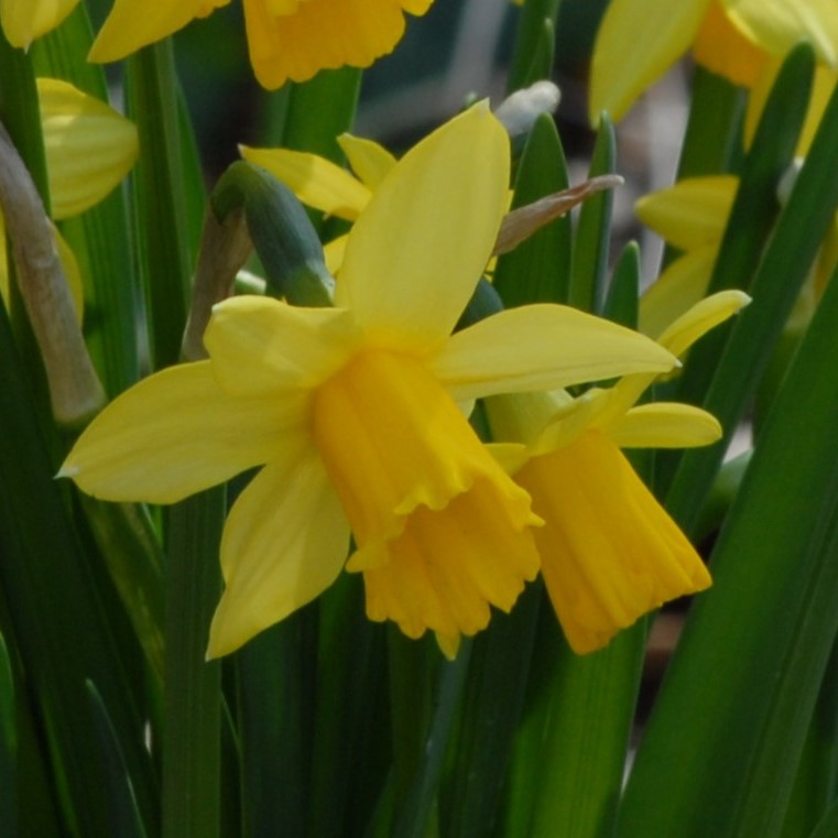 Narcissi Tete-a-tete