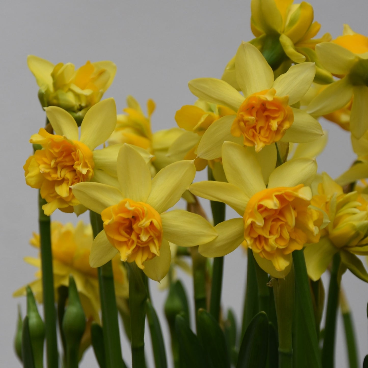 Narcissi Tete de Luxe