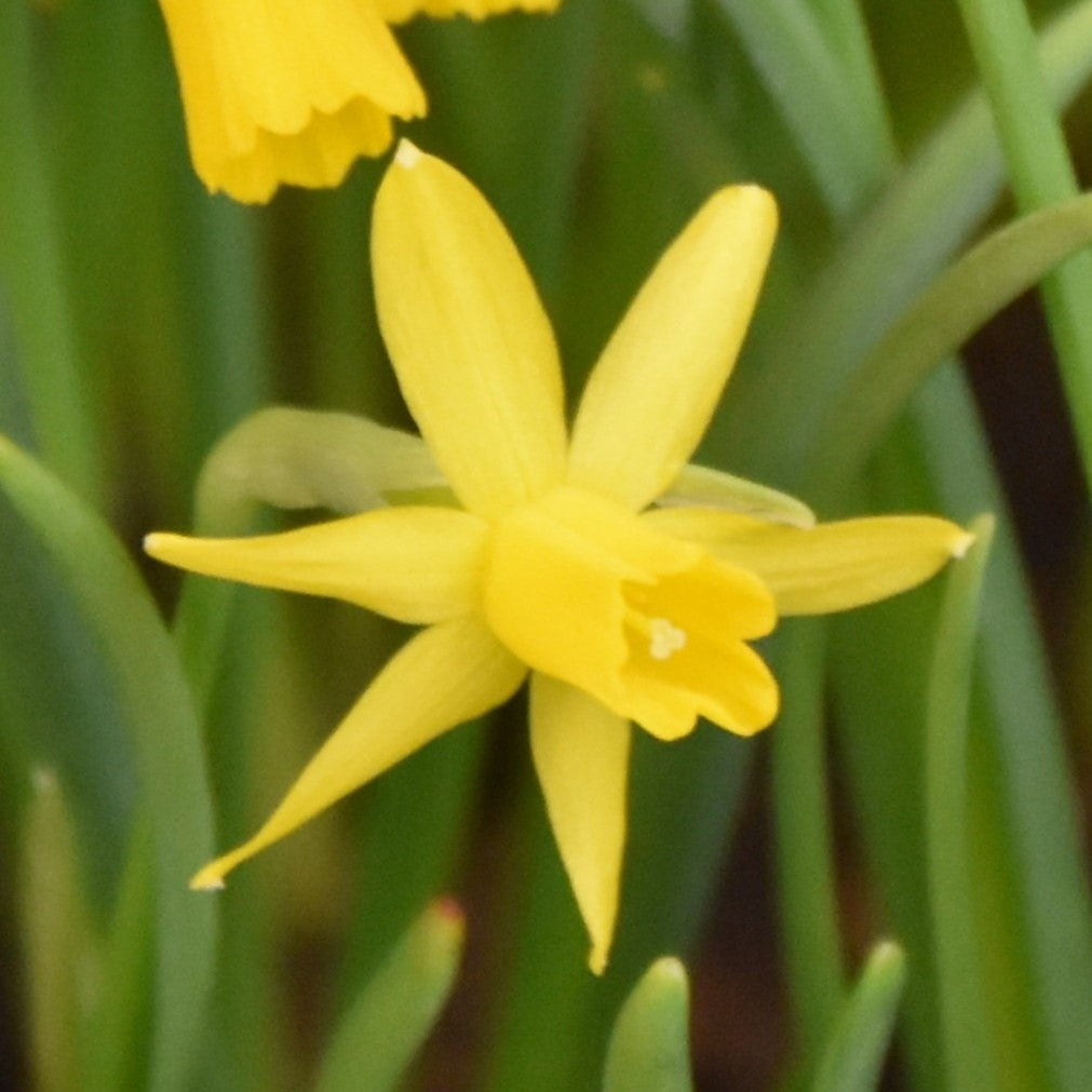 Narcissi Tiny Bubbles