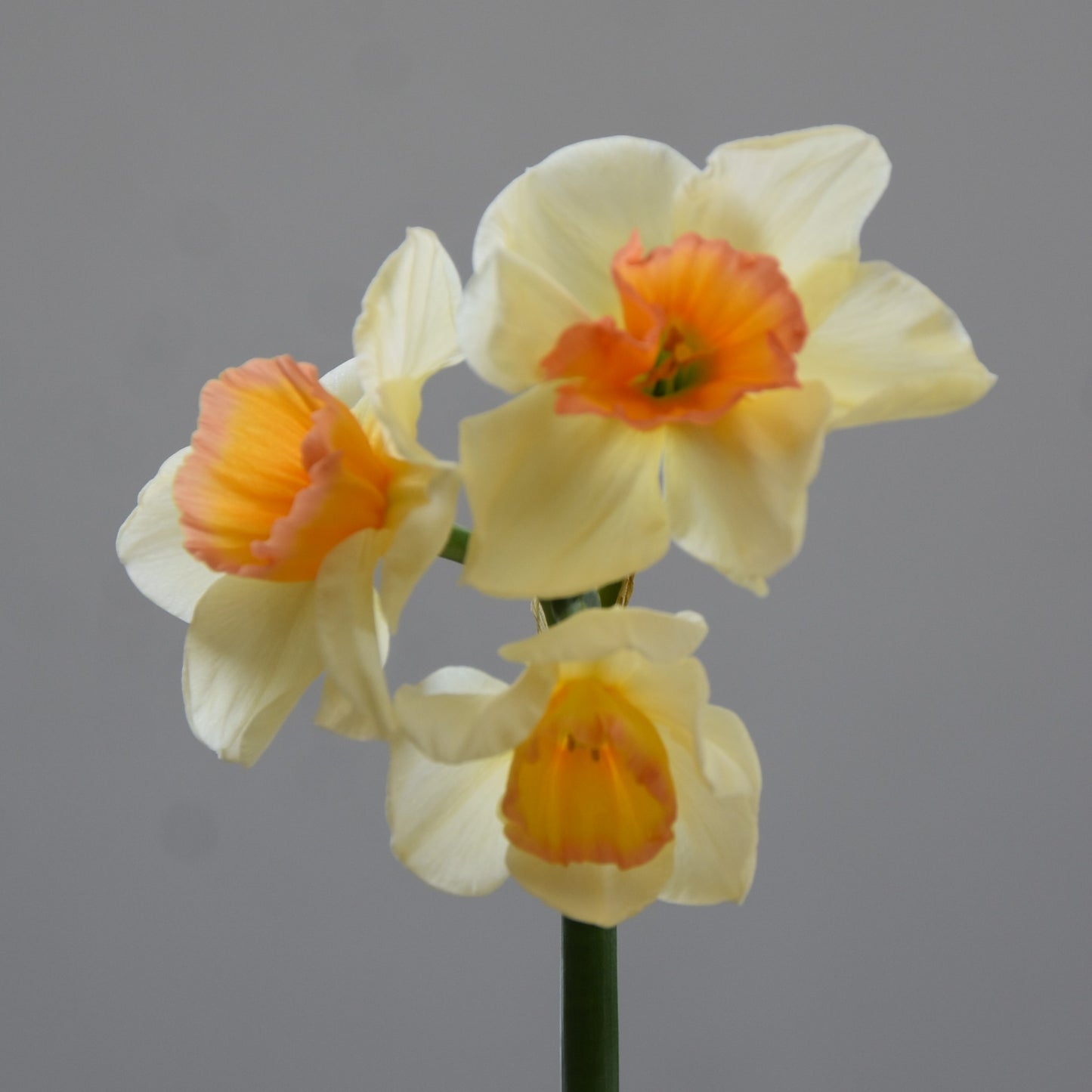 Narcissi Yazz