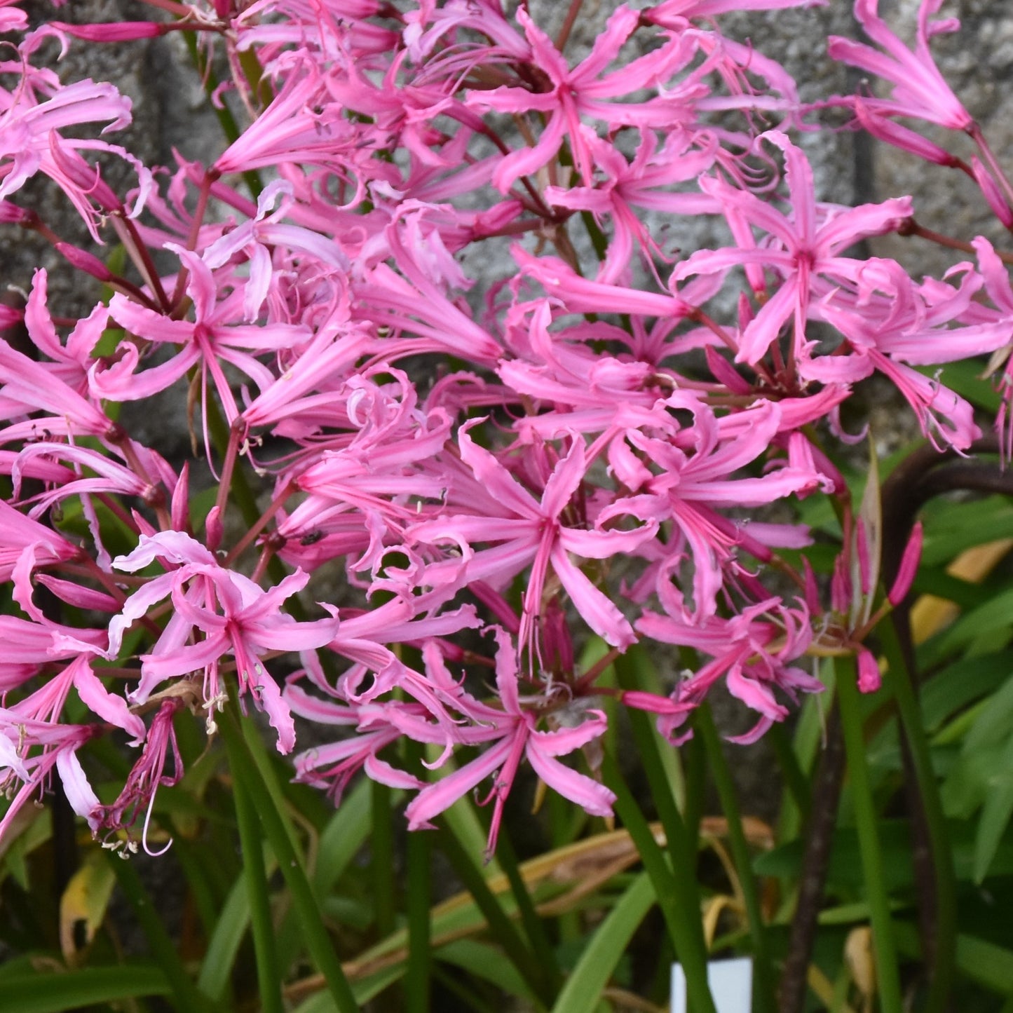 Nerine bowdenii