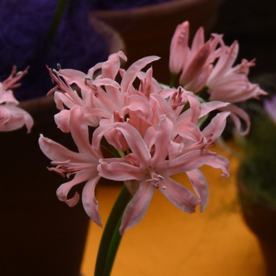Nerine Pamela