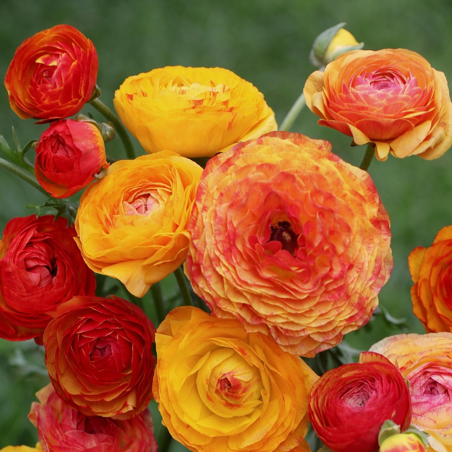 Ranunculus Picotee Orange