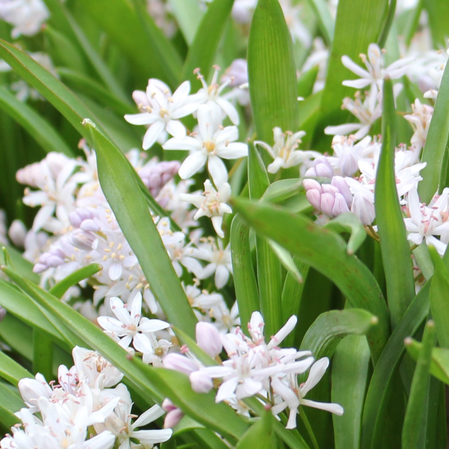 Scilla bifolia 'Rosea'