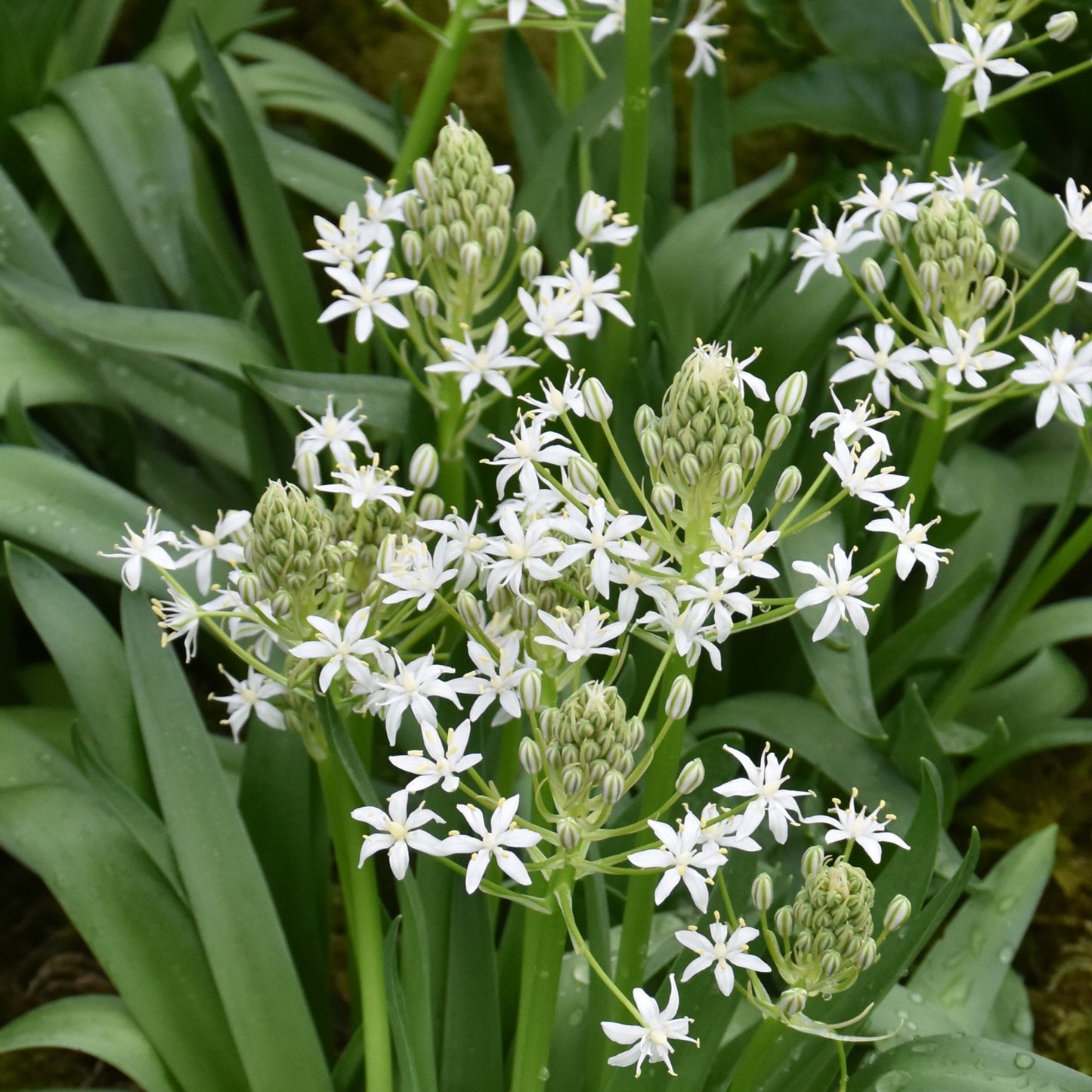 Scilla peruviana 'White Moon'