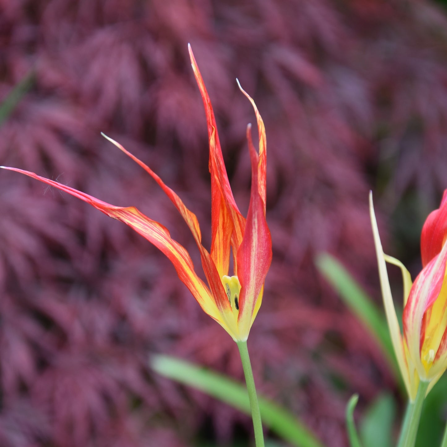 Tulipa acuminata