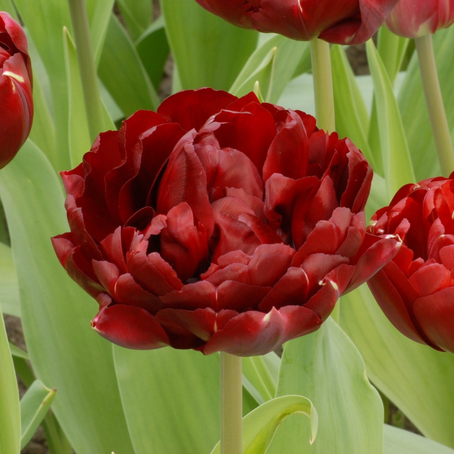 Tulipa Antraciet