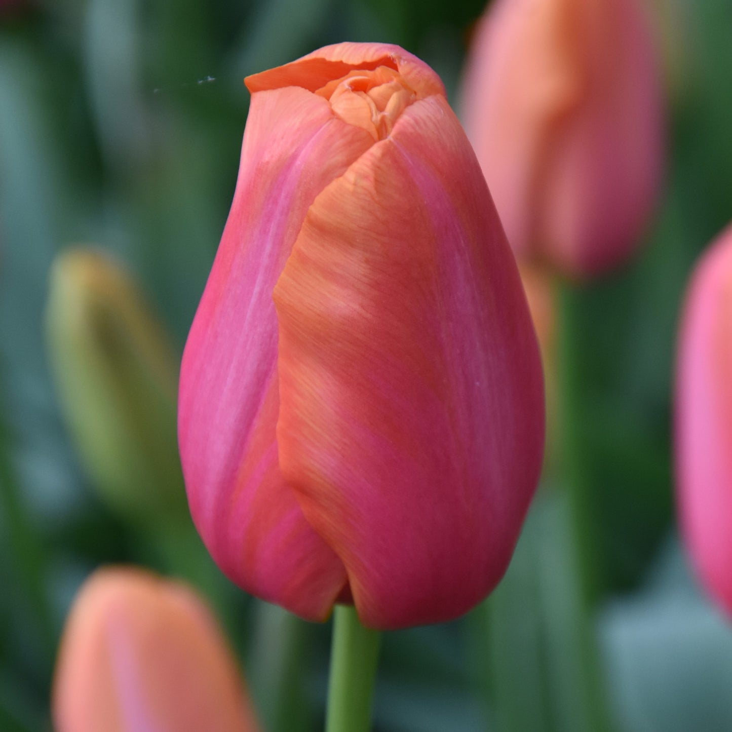 Tulipa Avignon