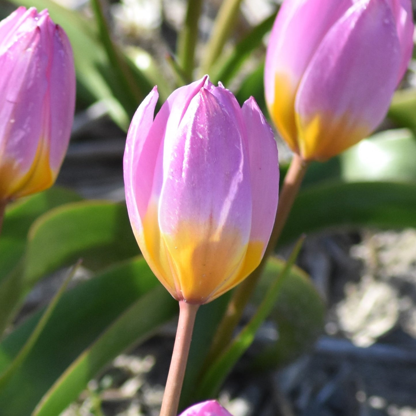 Tulipa bakeri 'Lilac Wonder'
