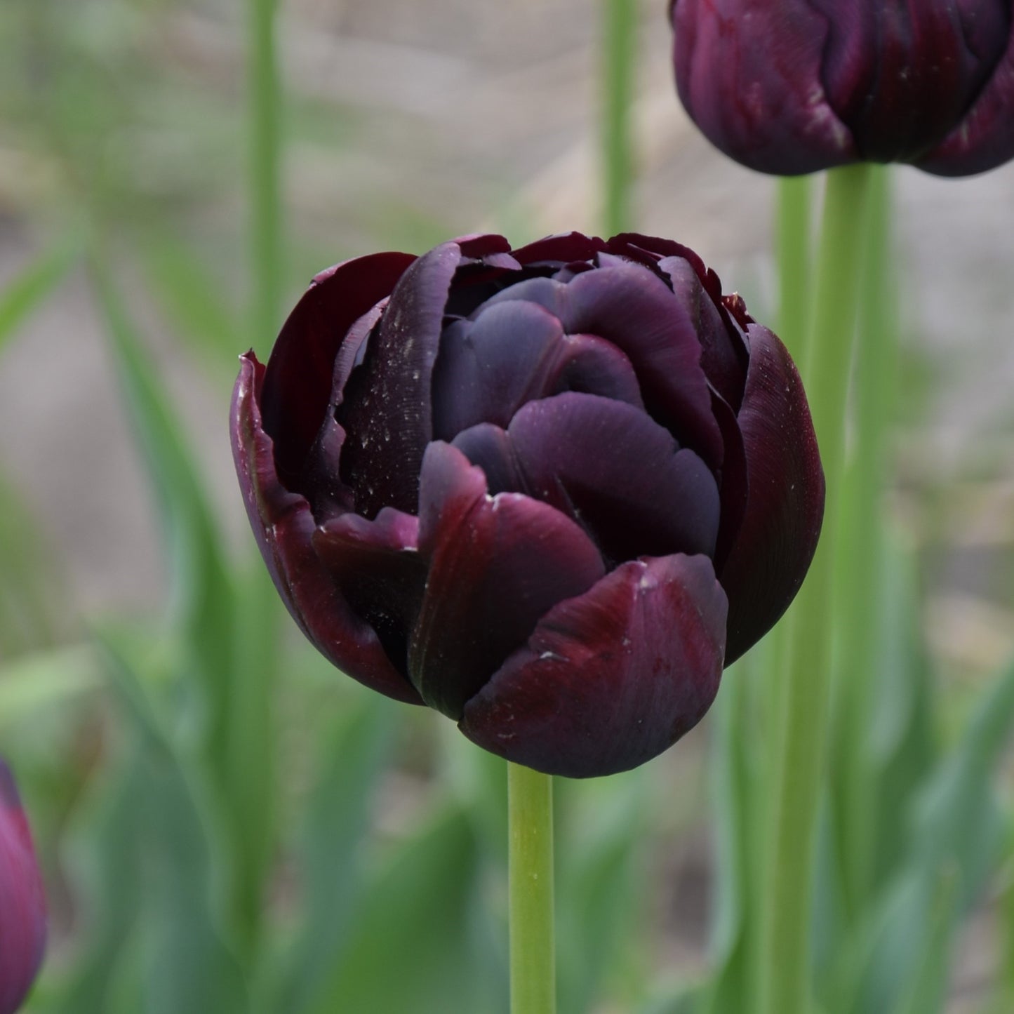 Tulipa Black Hero
