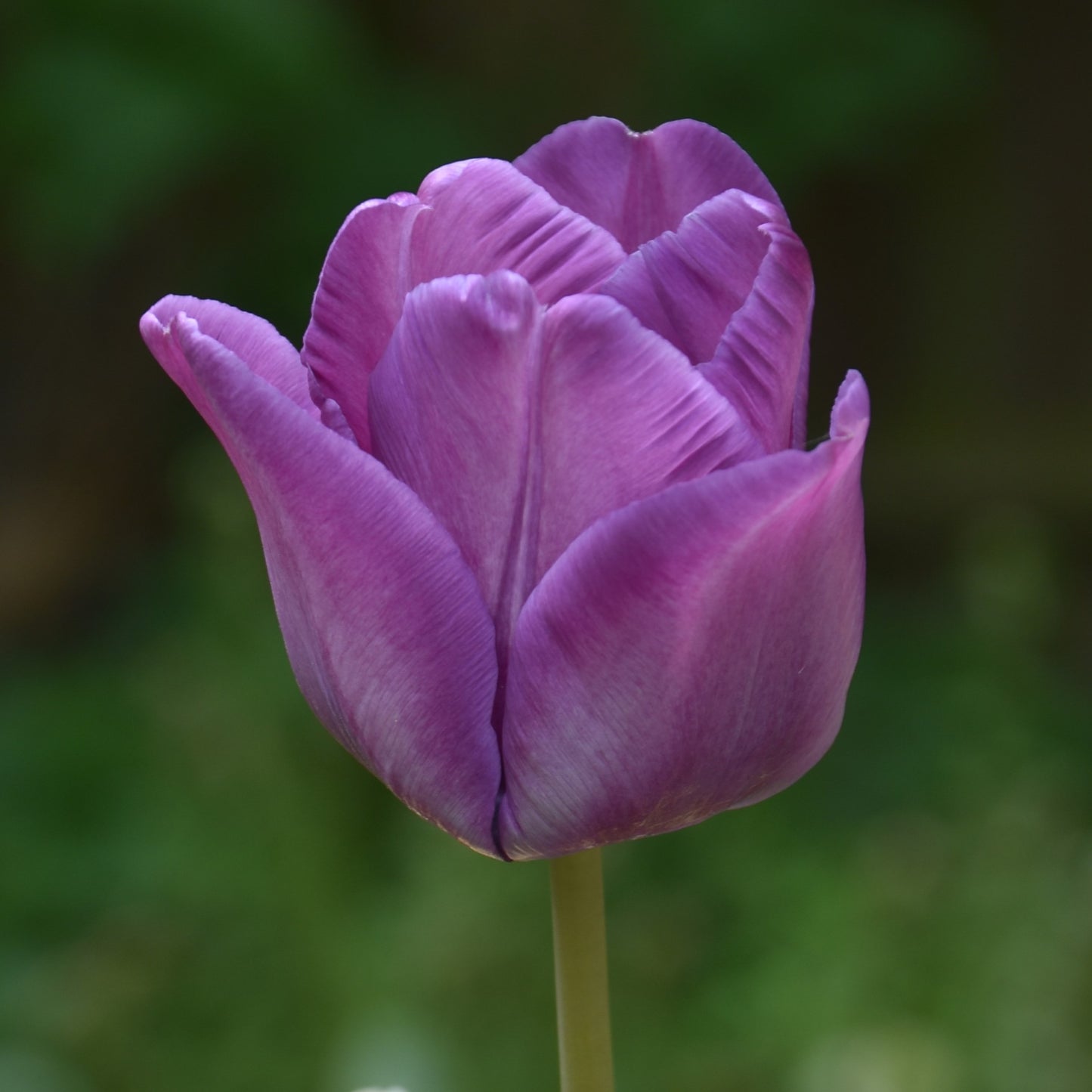 Tulipa Bleu Aimable