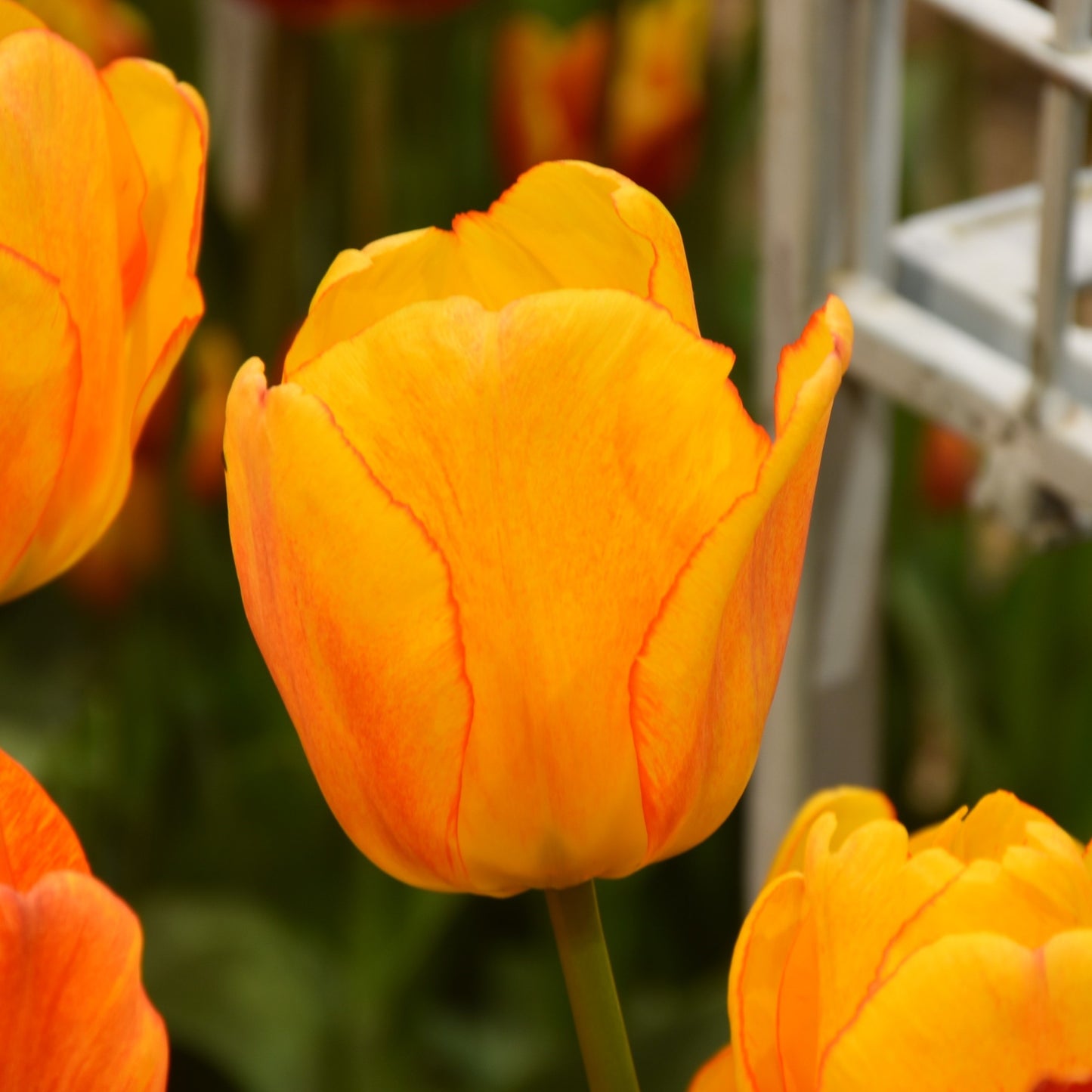 Tulipa Blushing Apeldoorn