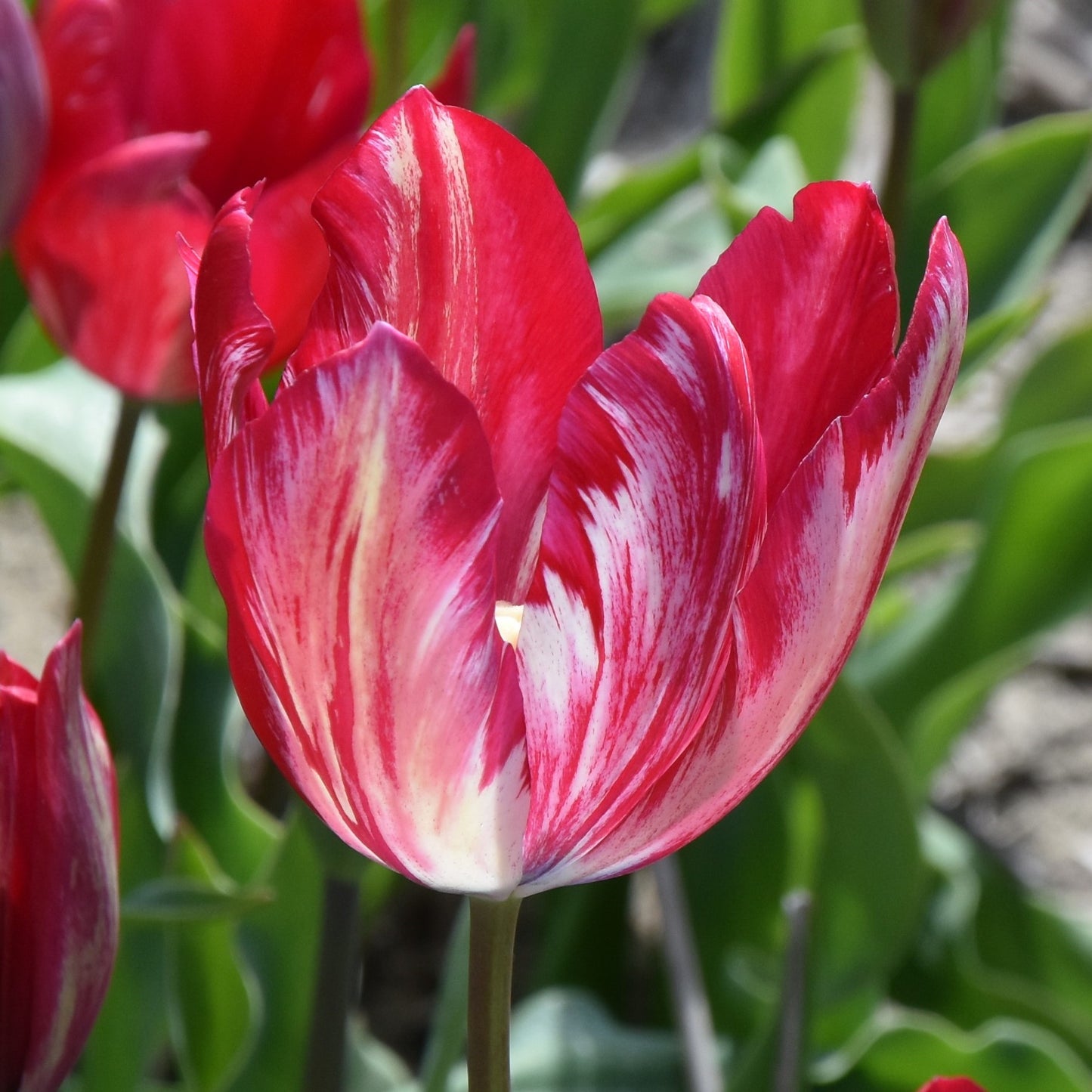 Tulipa Bridesmaid