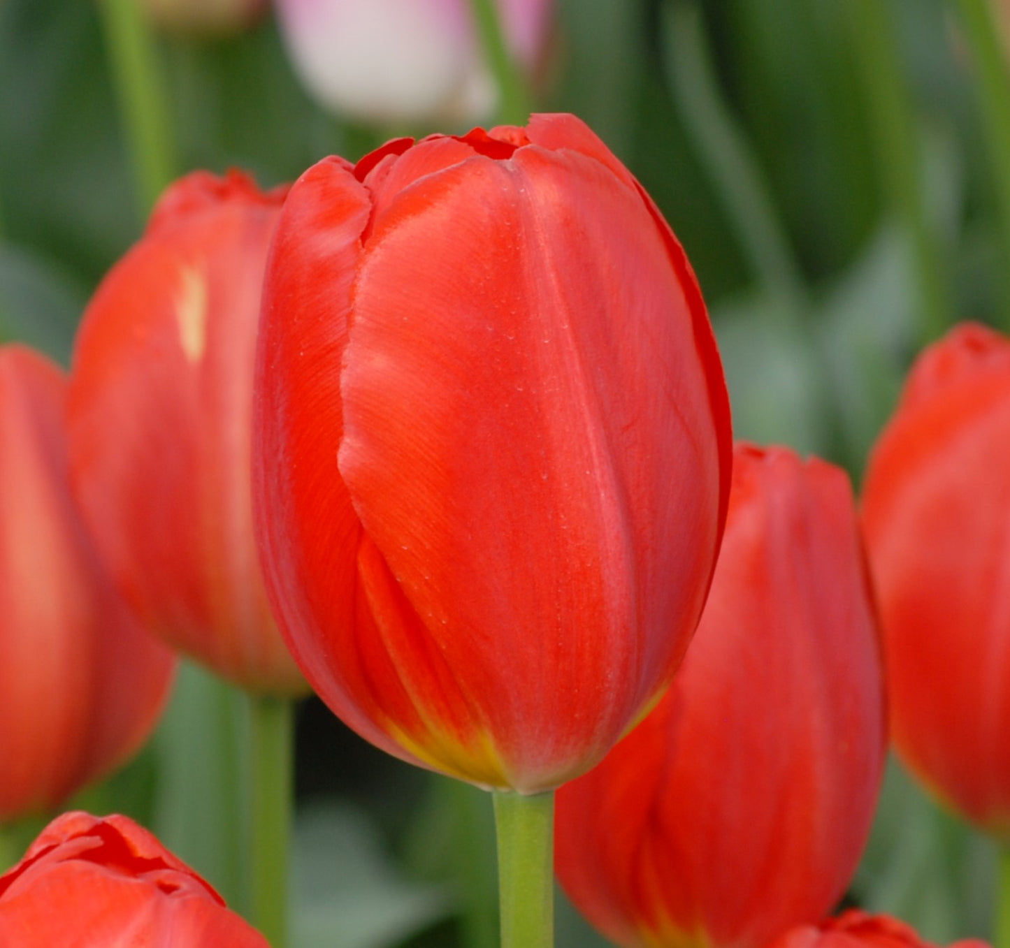 Tulipa Canadian Liberator