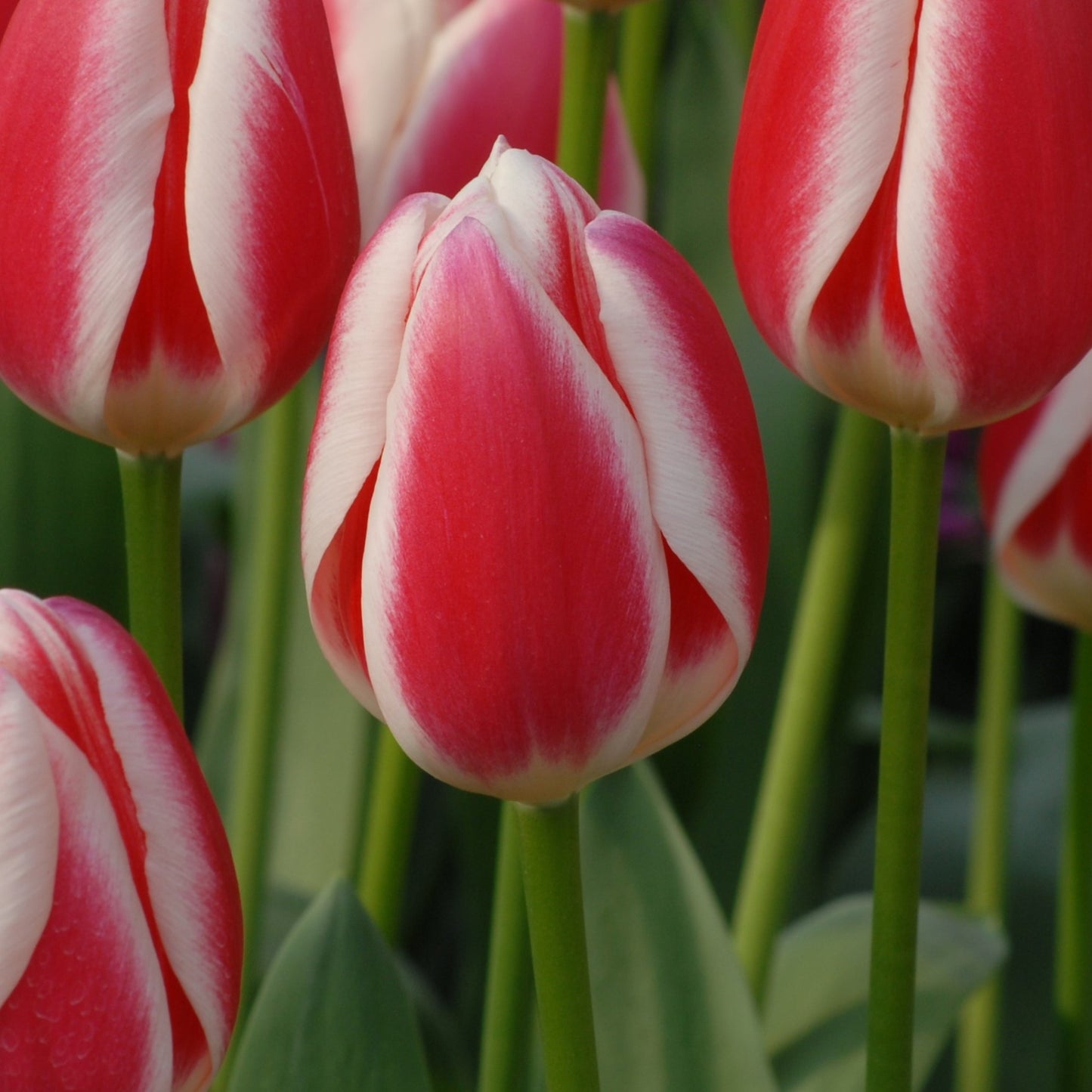 Tulipa Candy Apple Delight
