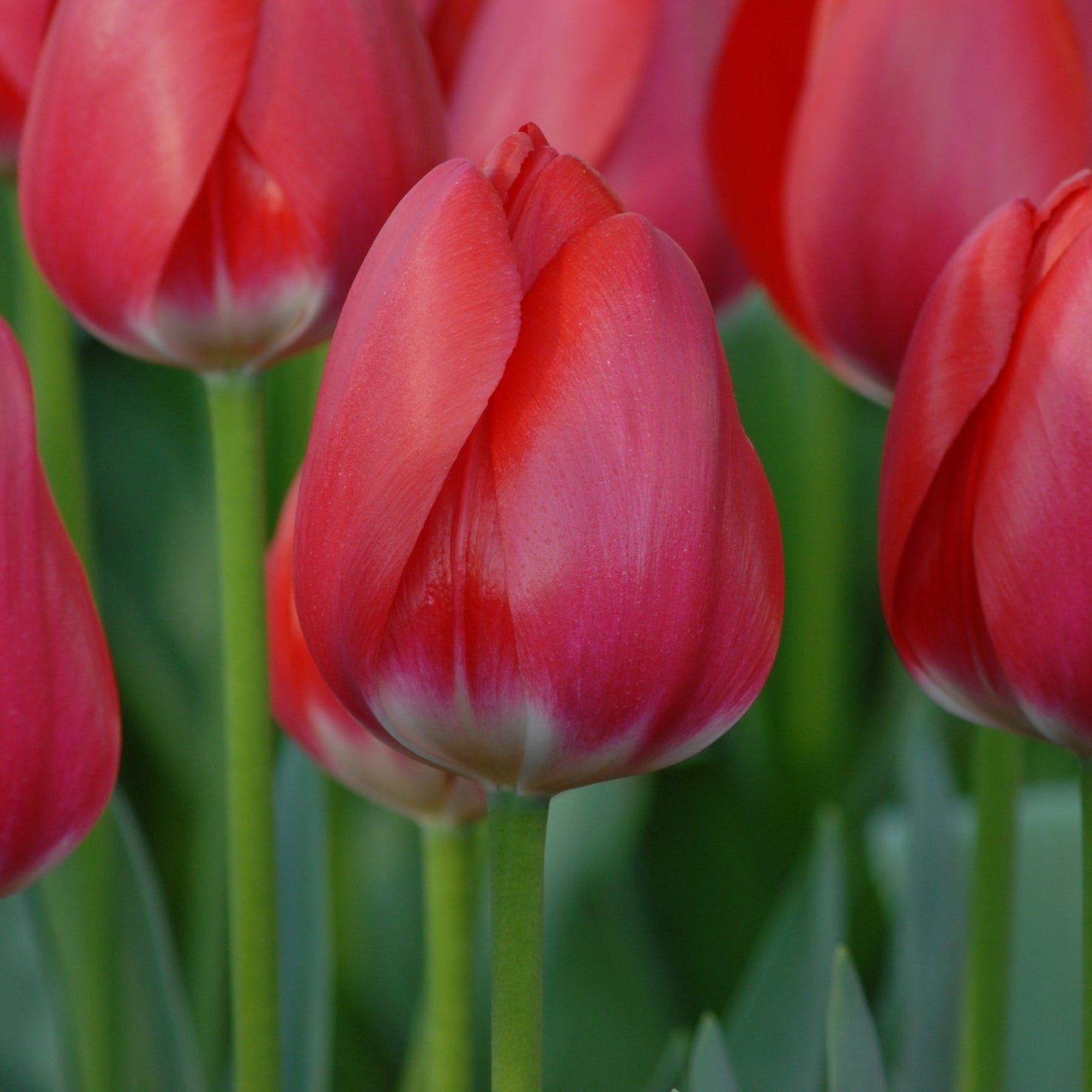 Tulipa Cherry Delight