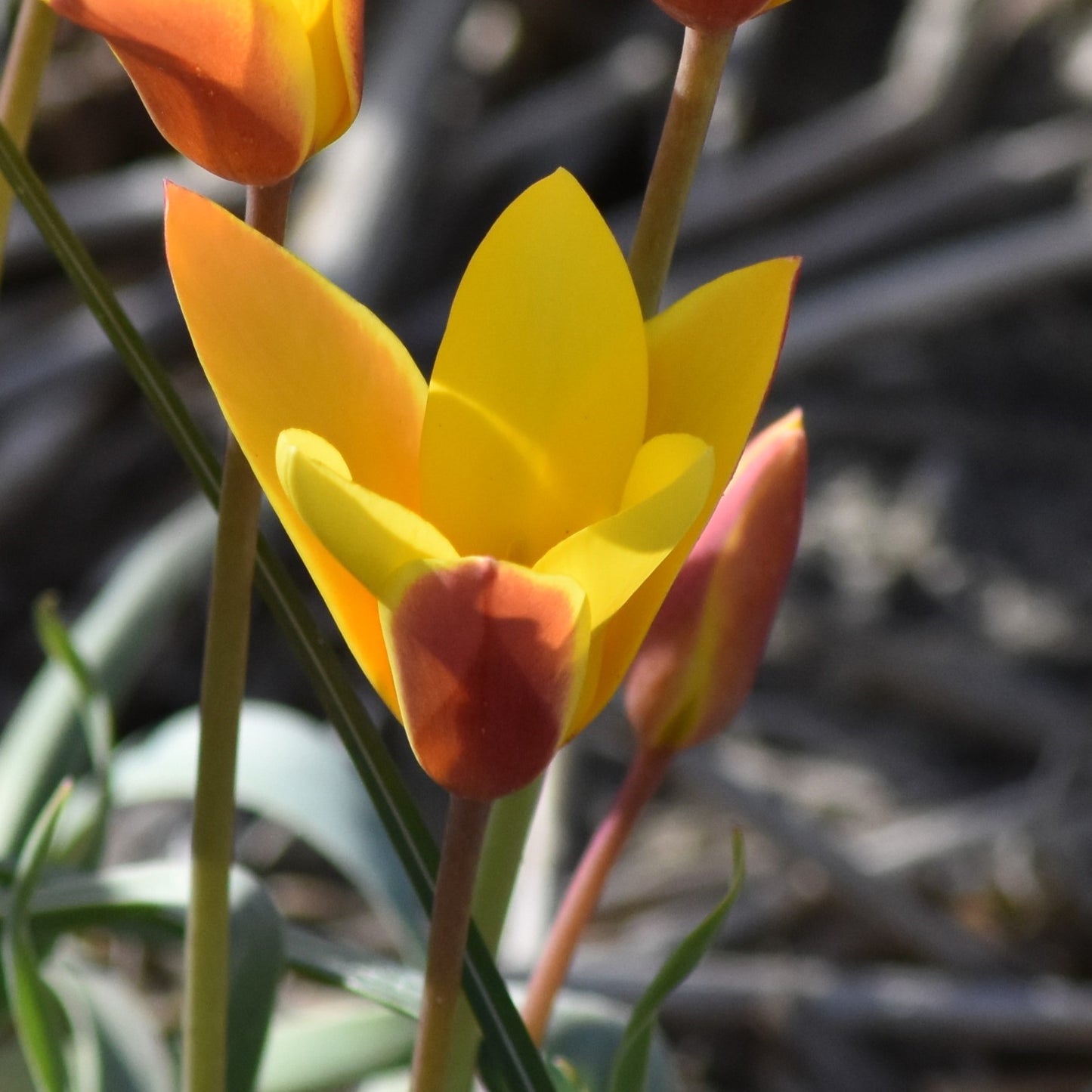 Tulipa clusiana var. chrysantha