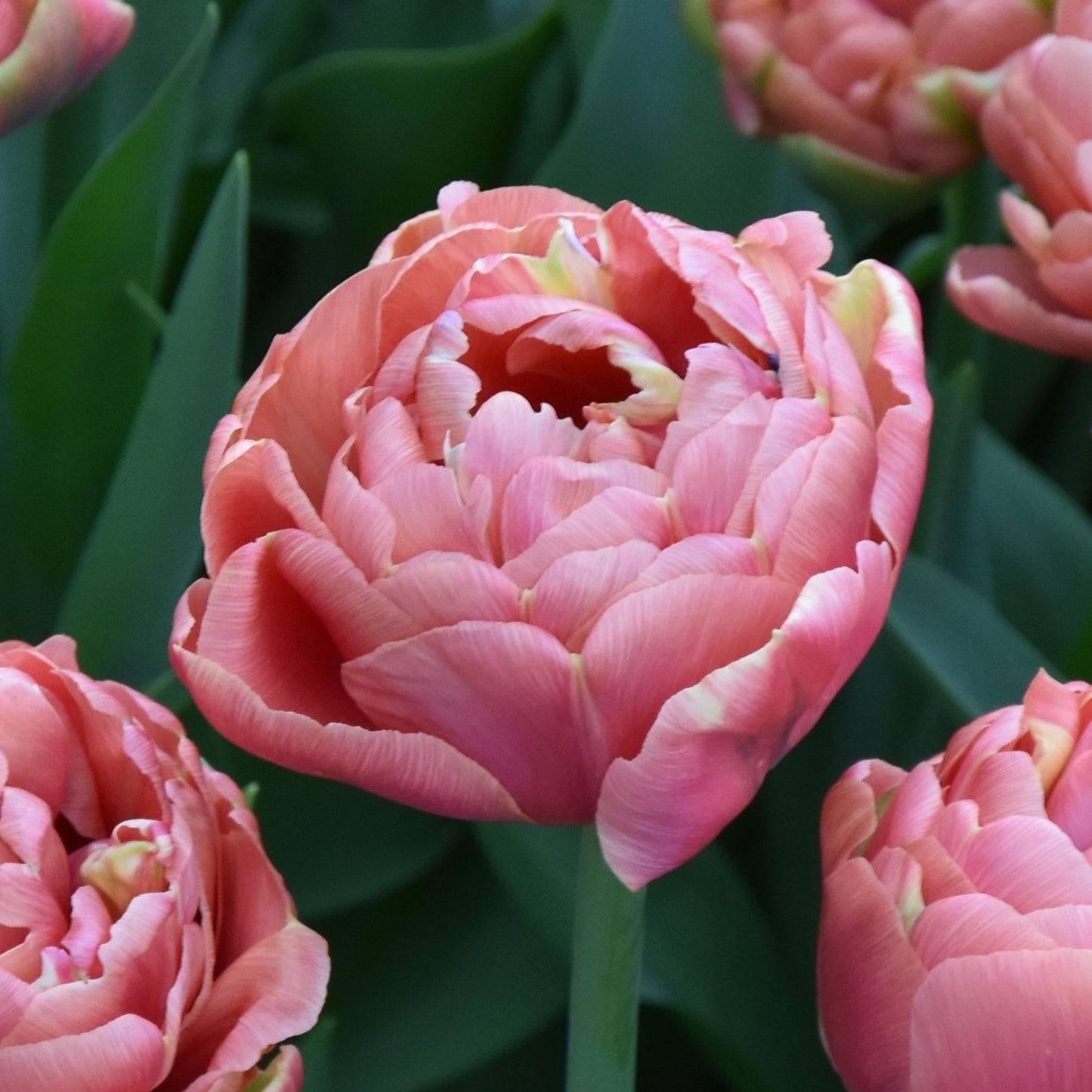 Tulipa Copper Image