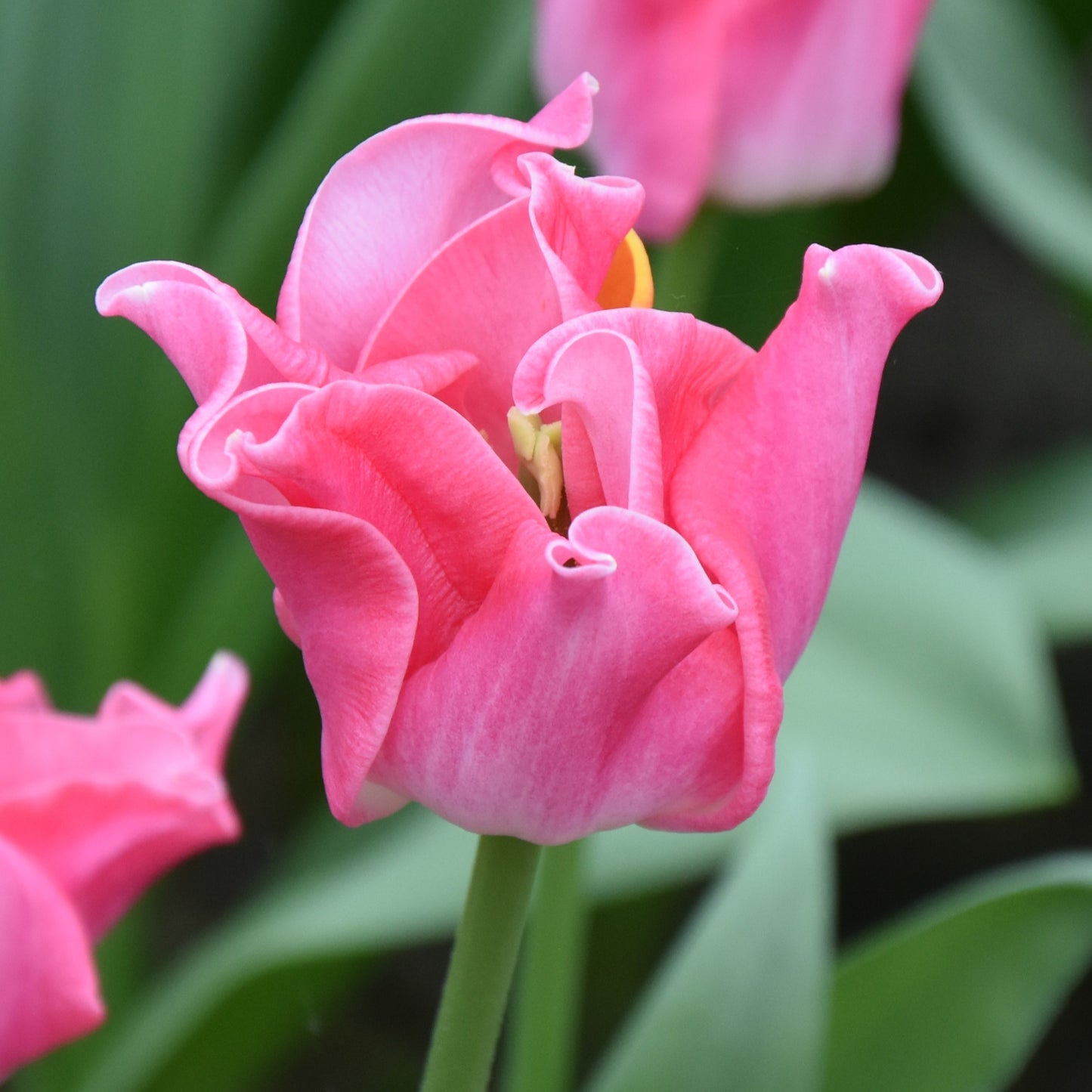 Tulipa Crown of Dynasty