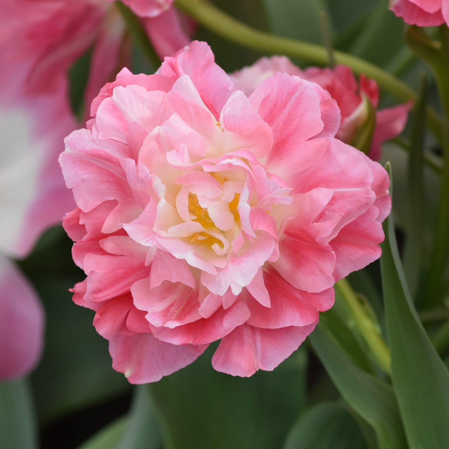 Tulipa Double Sugar