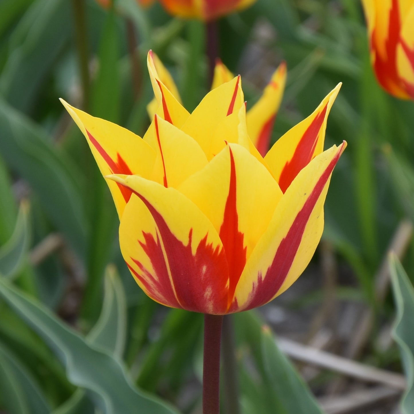 Tulipa Firework