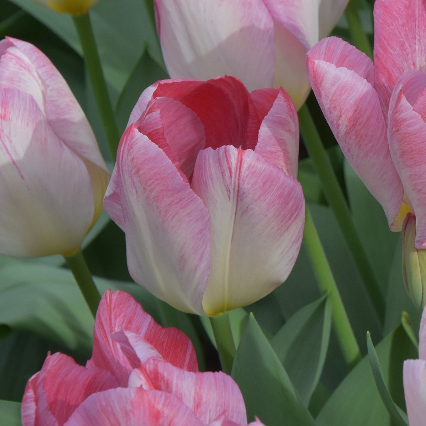 Tulipa Flaming Purissima