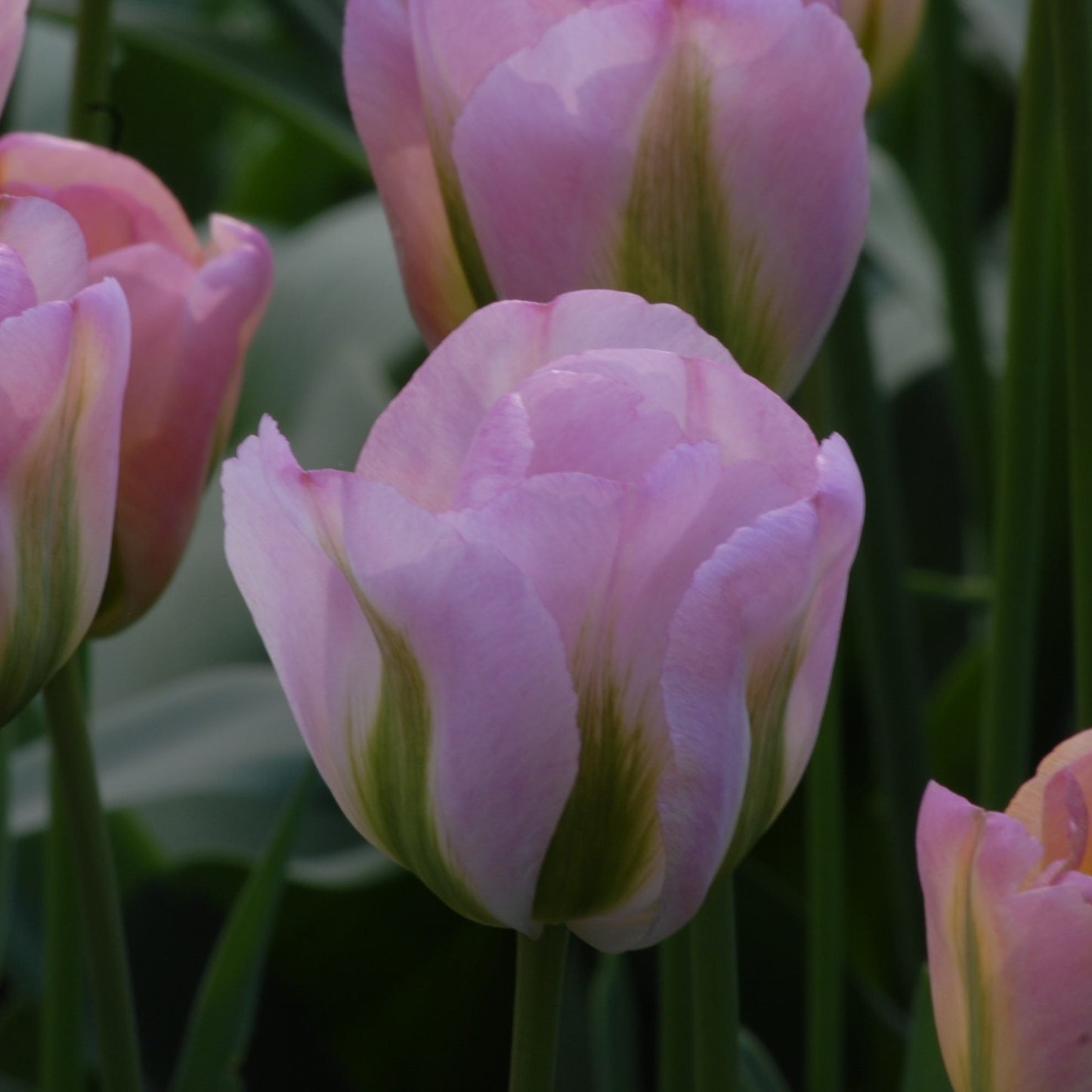Tulipa Greenland