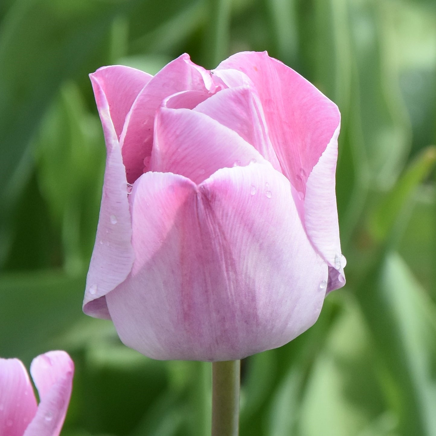 Tulipa La Joyeuse