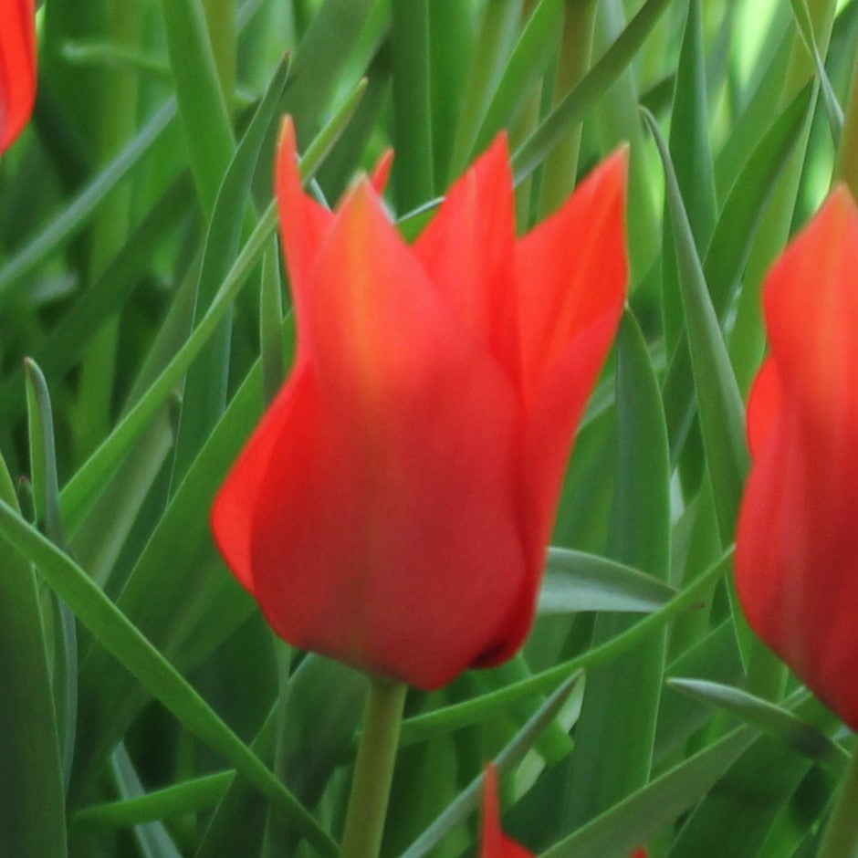 Tulipa linifolia