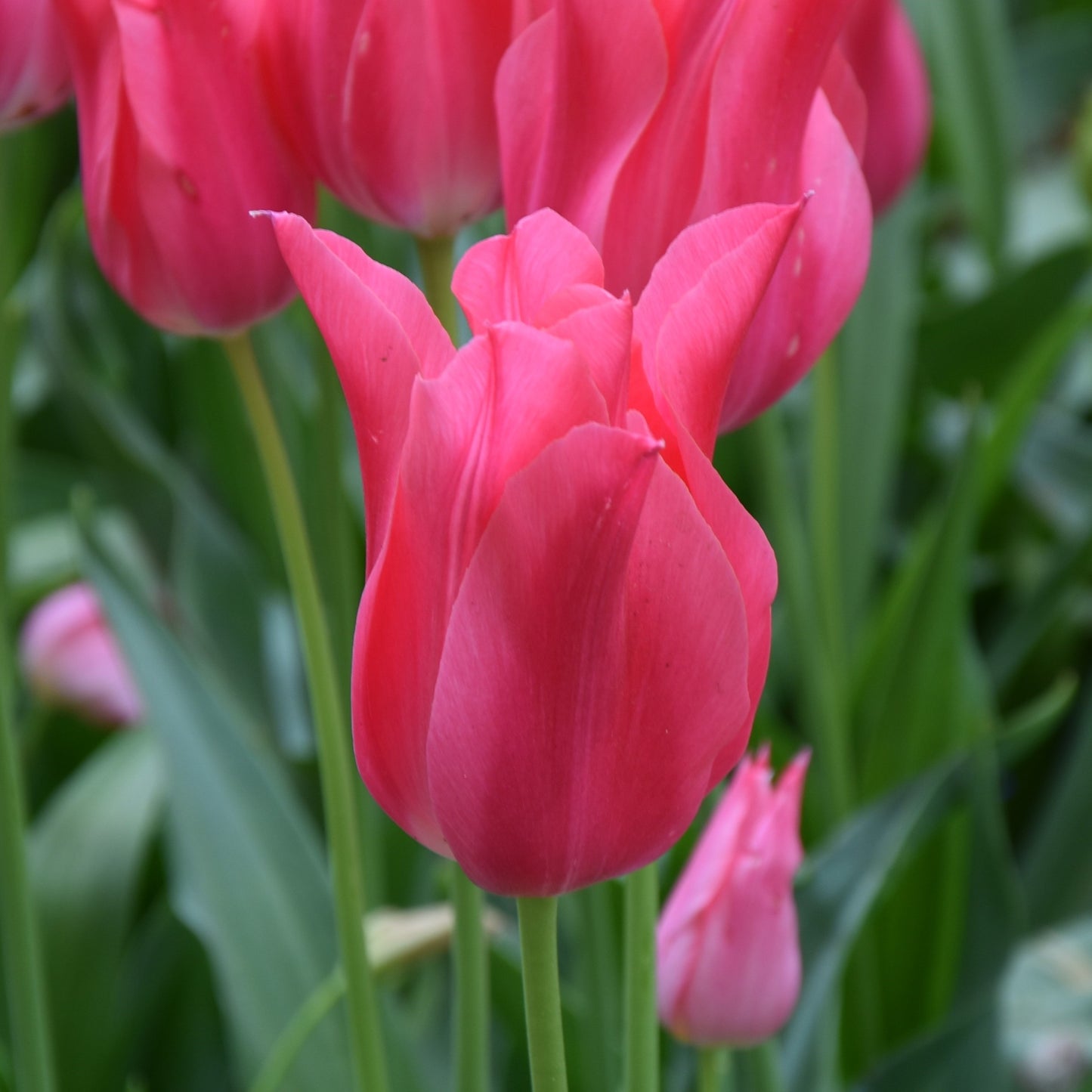 Tulipa Mariette