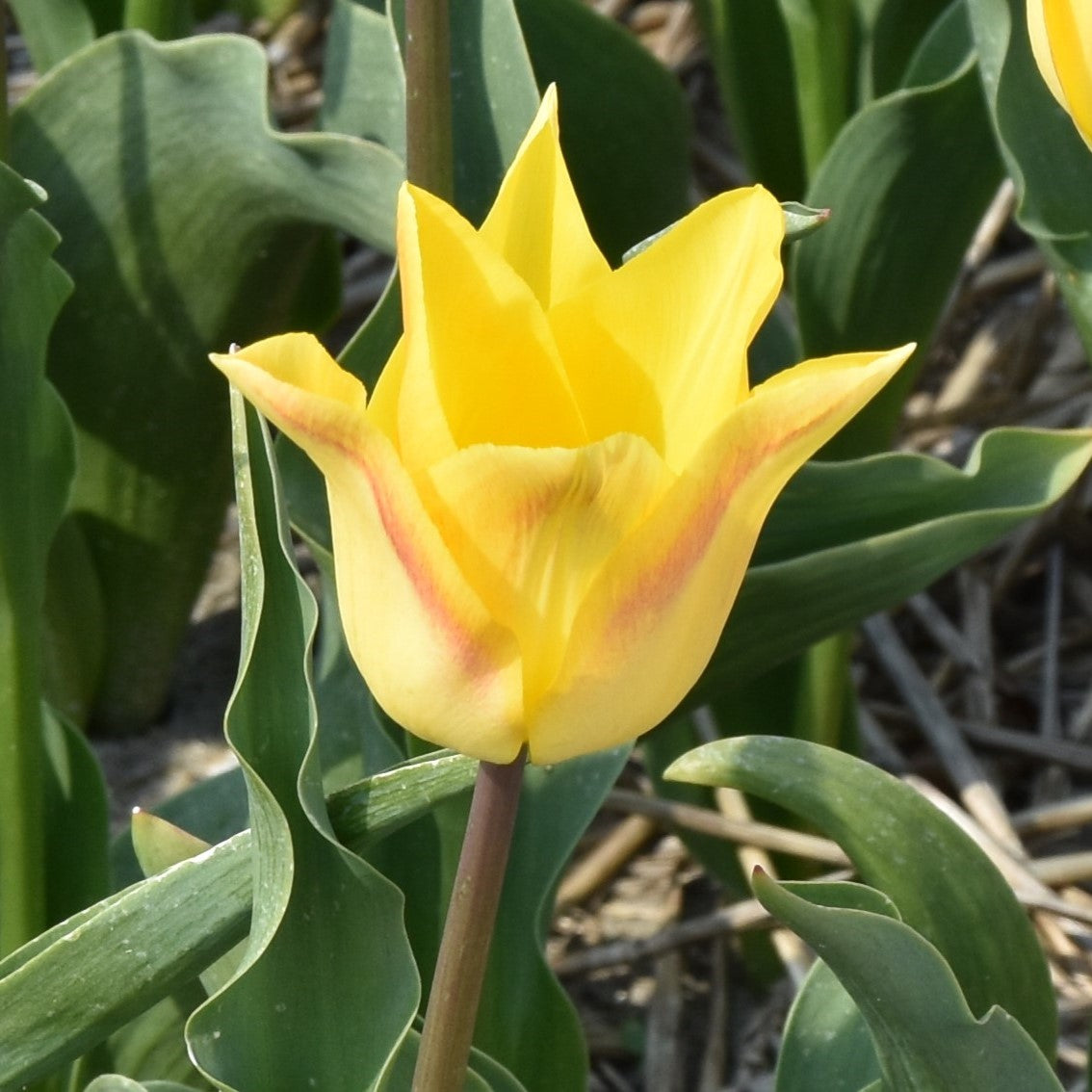 Tulipa Moonblush