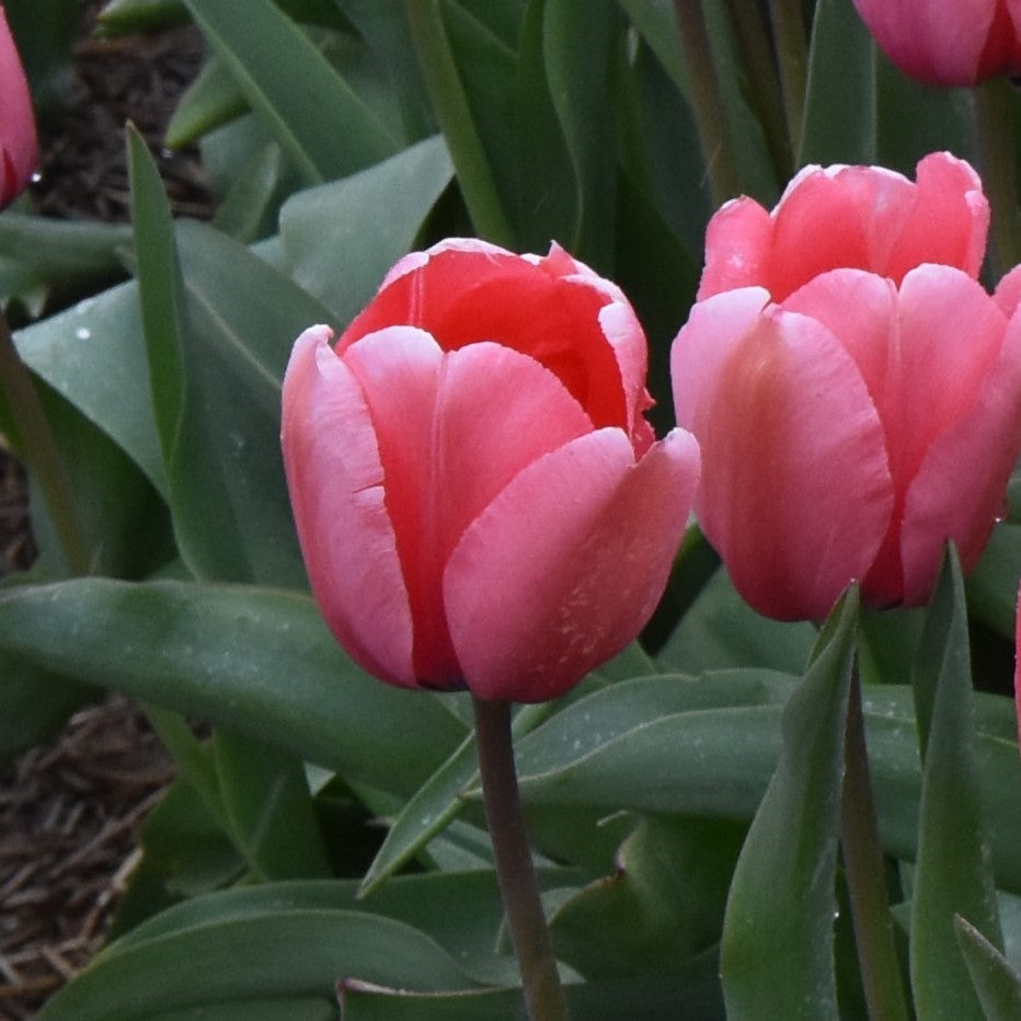 Tulipa Pink Impression