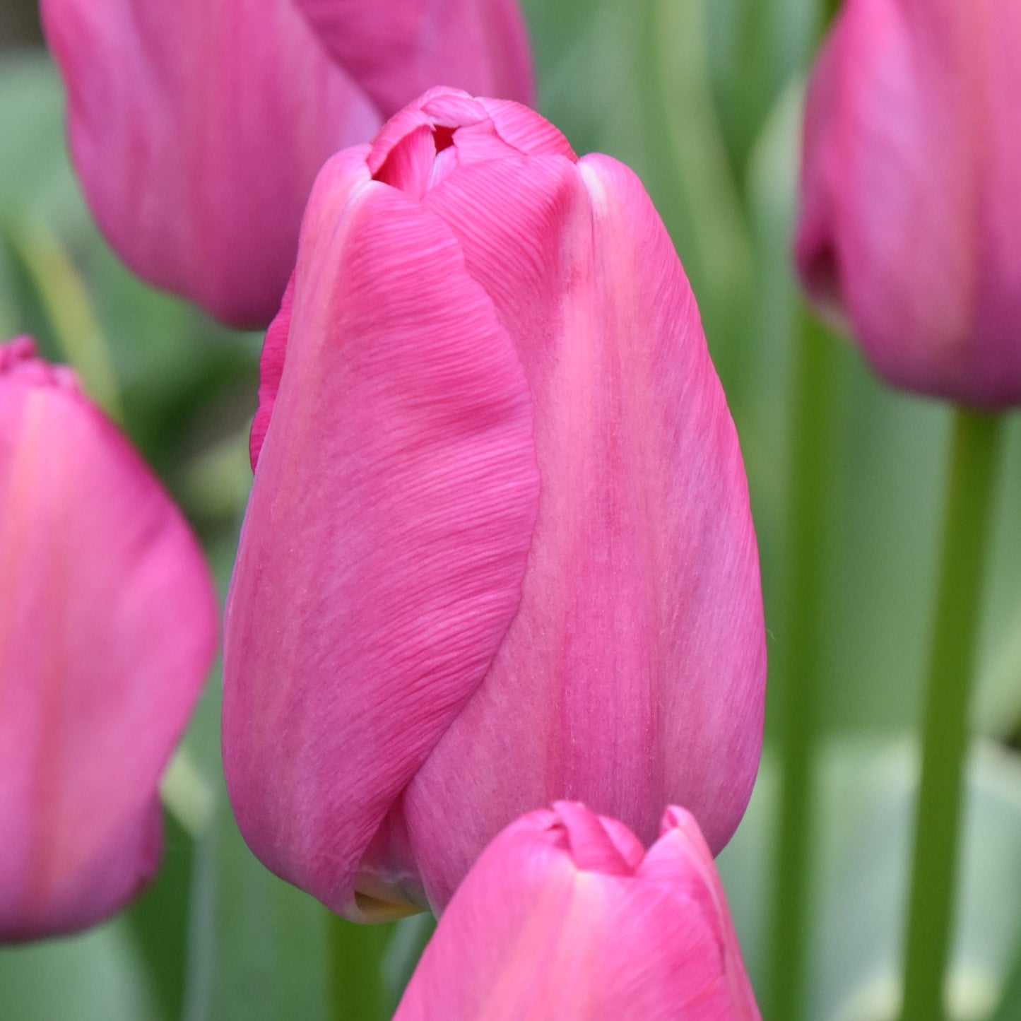 Tulipa Purple Pride