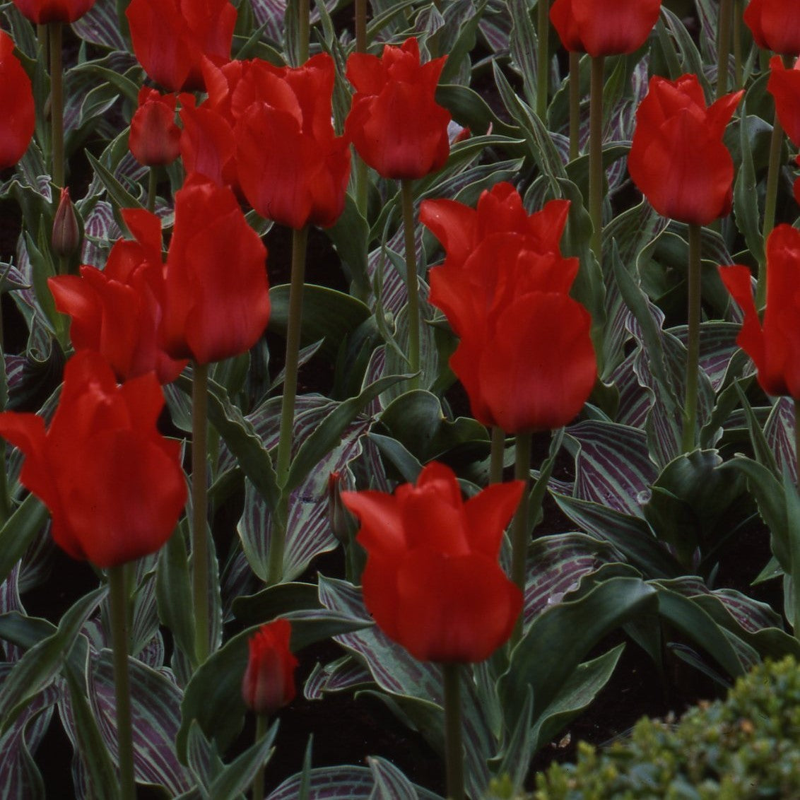Tulipa Red Riding Hood