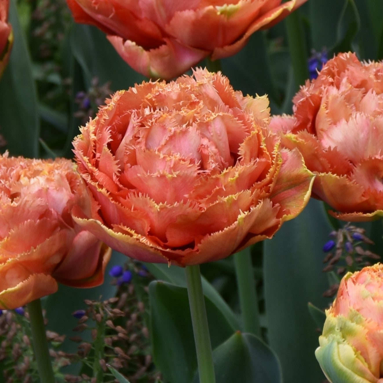 Tulipa Sensual Touch