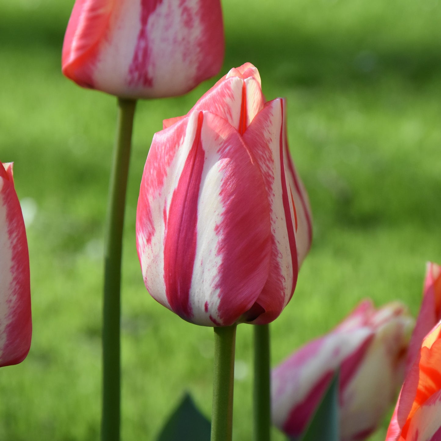 Tulipa Spryng Break