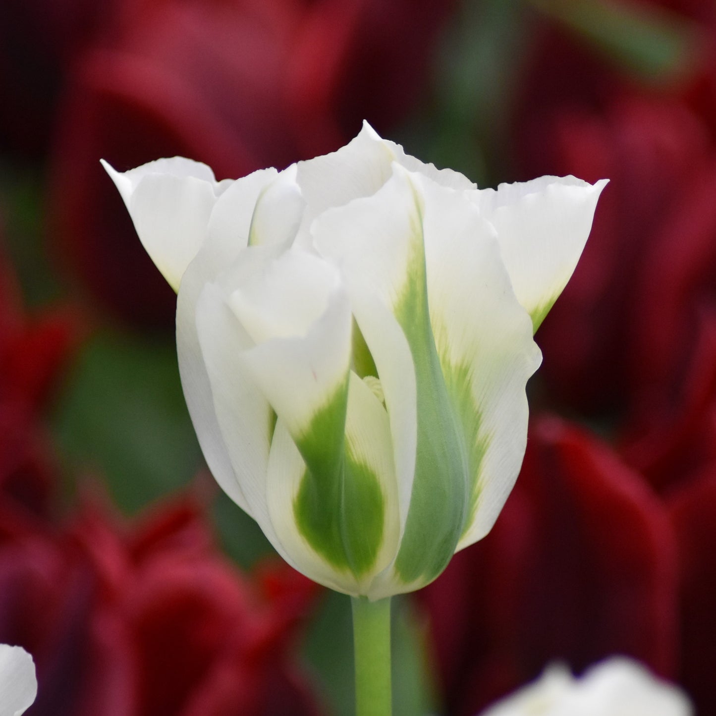 Tulipa Spring Green