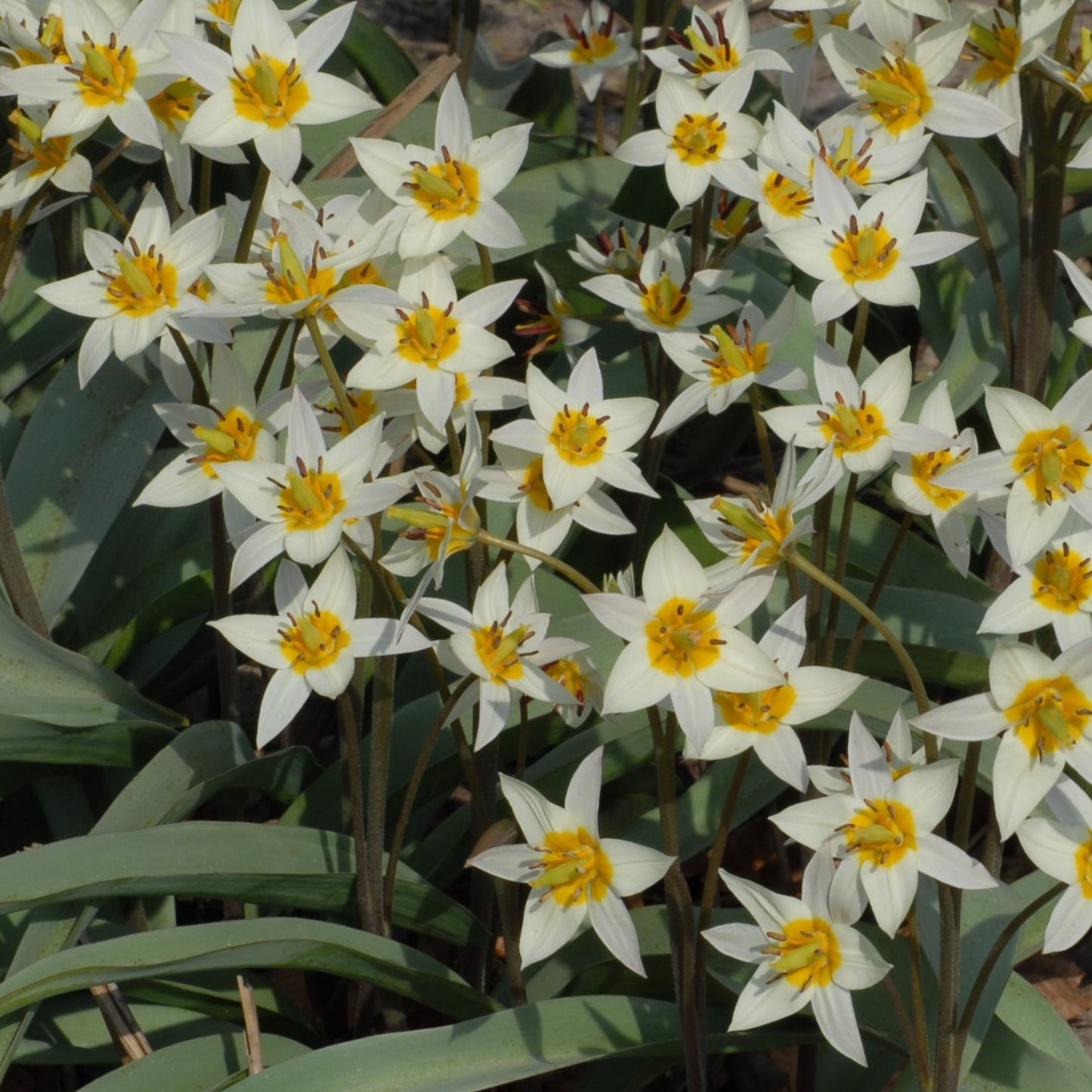Tulipa turkestanica