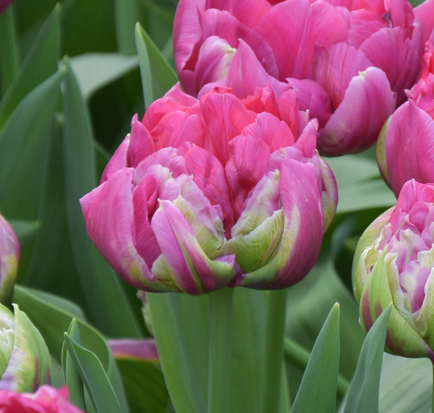 Tulipa Wicked in Pink