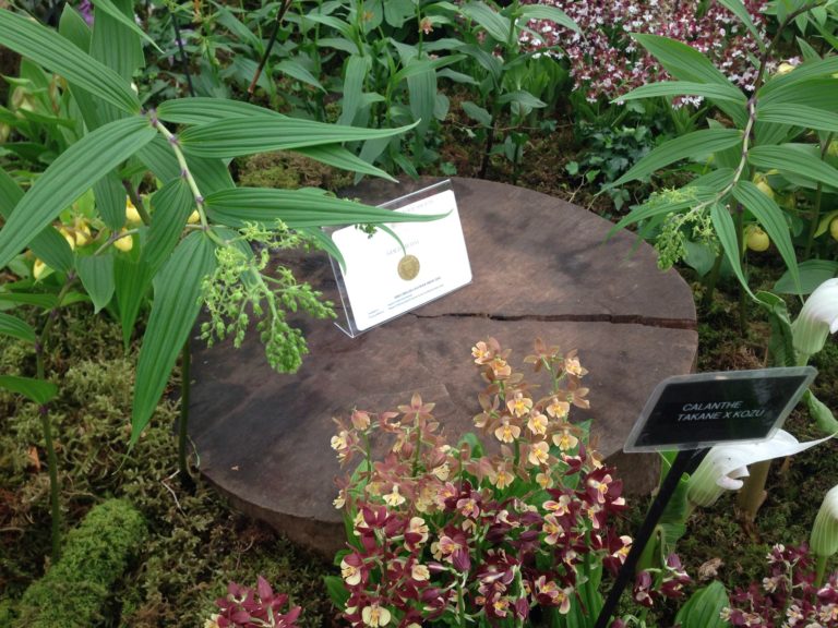 32nd Gold Medal at Chelsea Flower Show