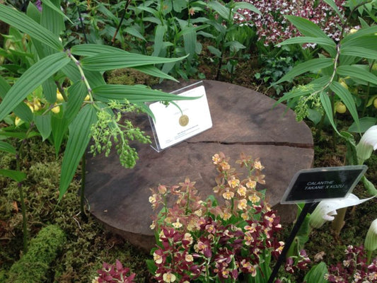 32nd Gold Medal at Chelsea Flower Show