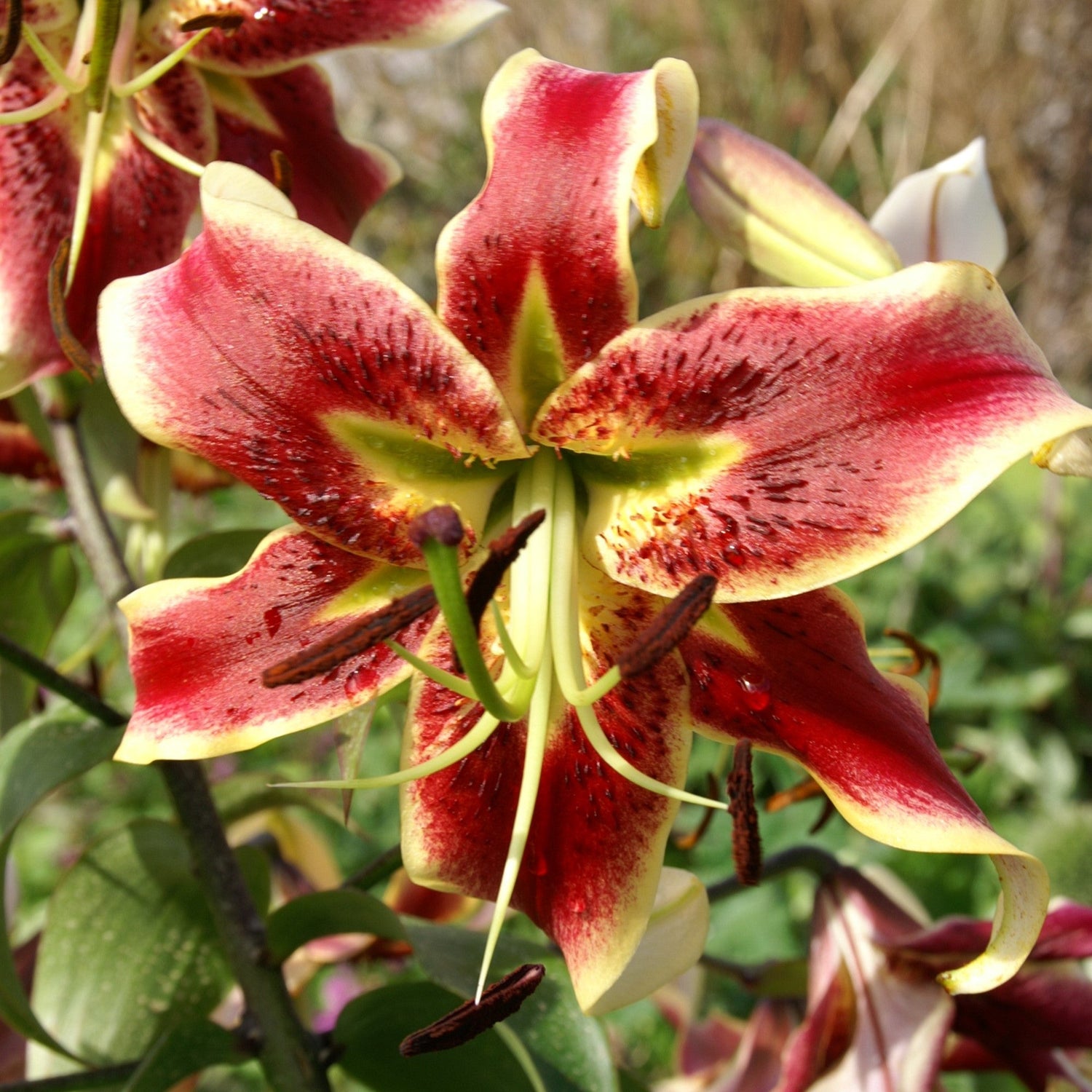 Lilium Scheherazade