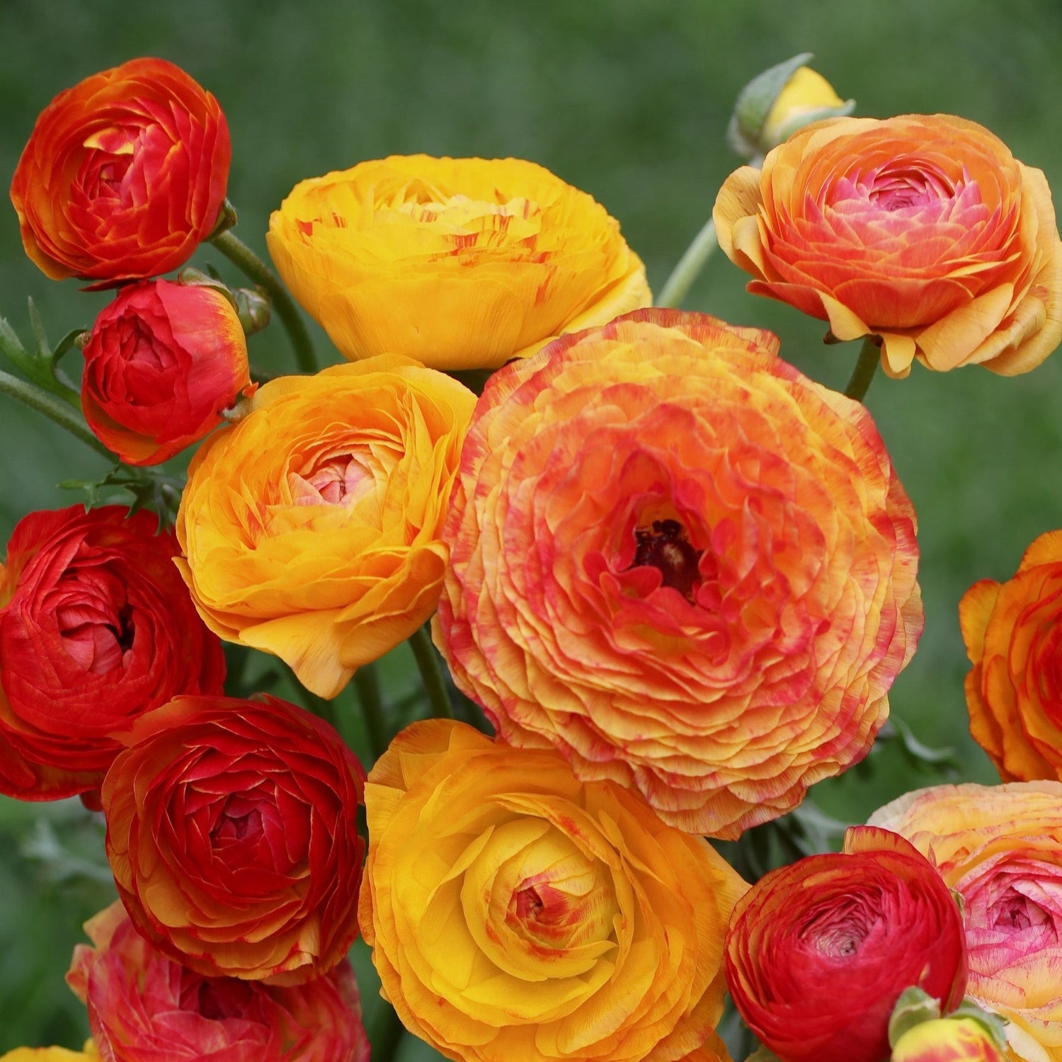 Ranunculus Picotee Orange